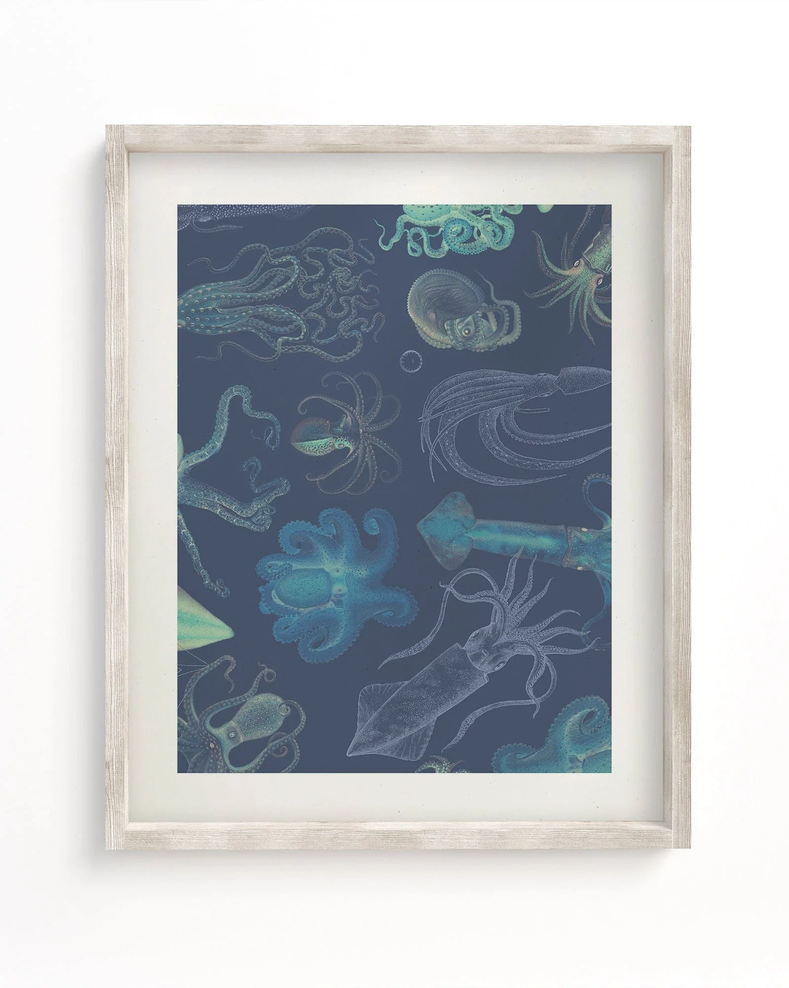 Cephalopods Scientific Illustration Museum Print