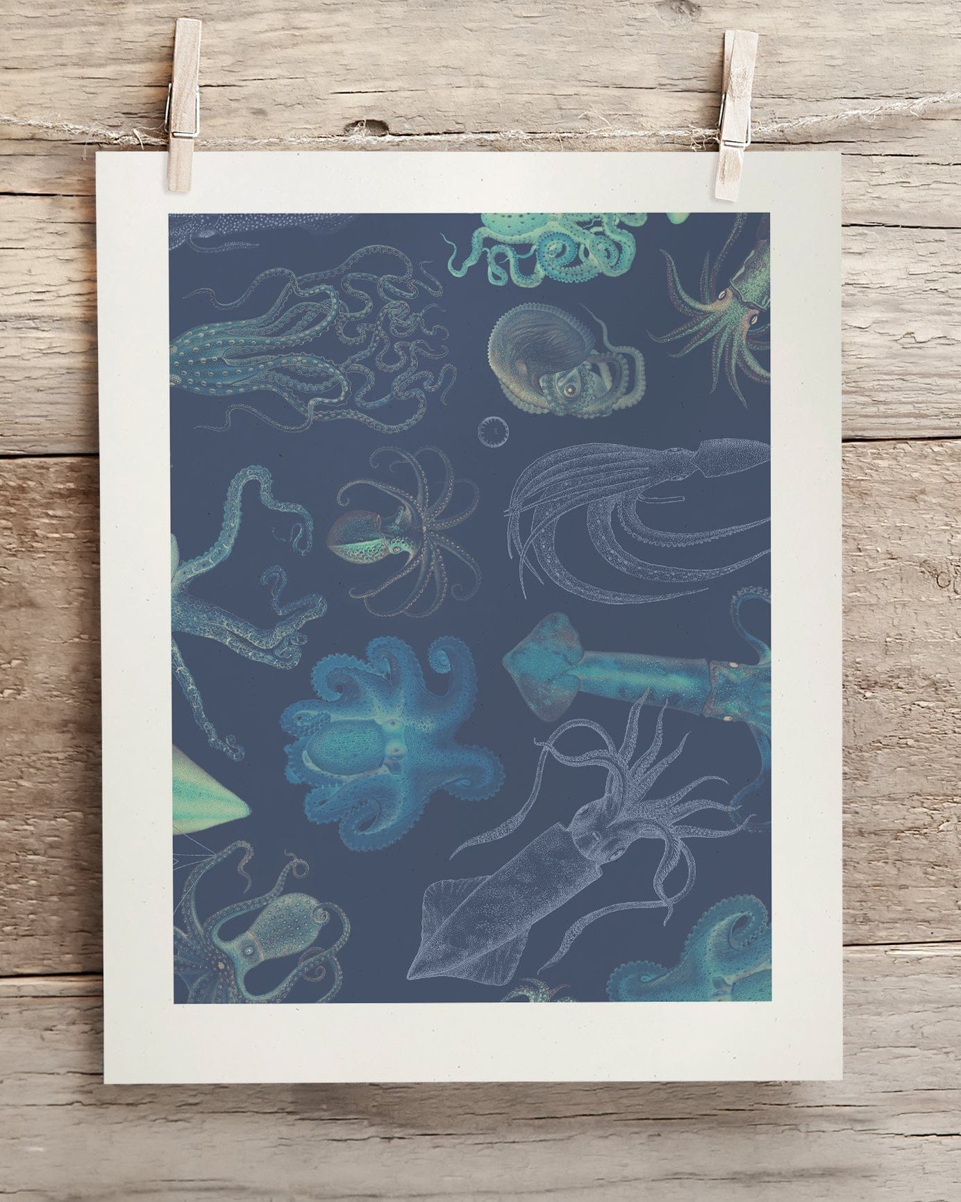Cephalopods Scientific Illustration Museum Print - Image 2