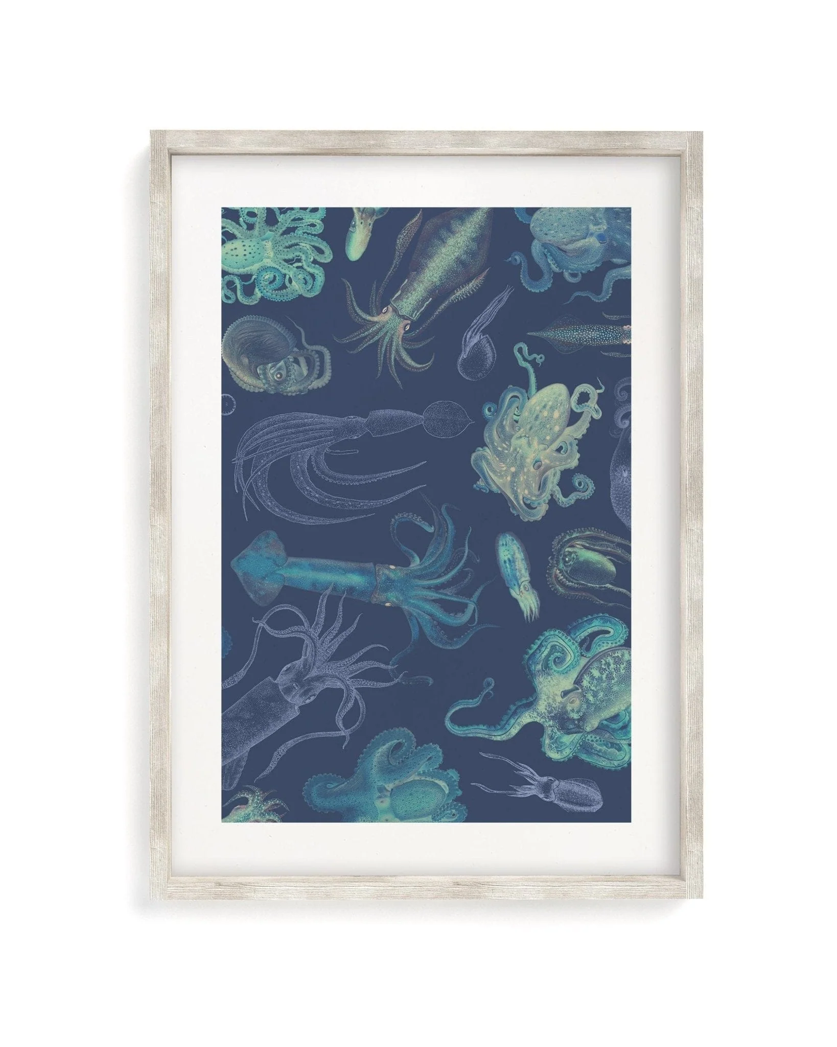 Cephalopods Scientific Illustration Museum Print - Image 4