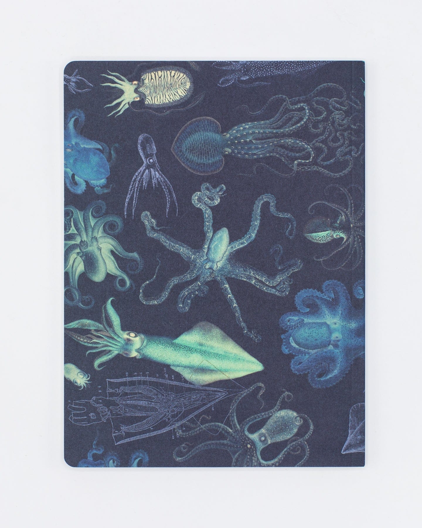 Cephalopods: Octopus & Squid Softcover Notebook - Lined - Image 2