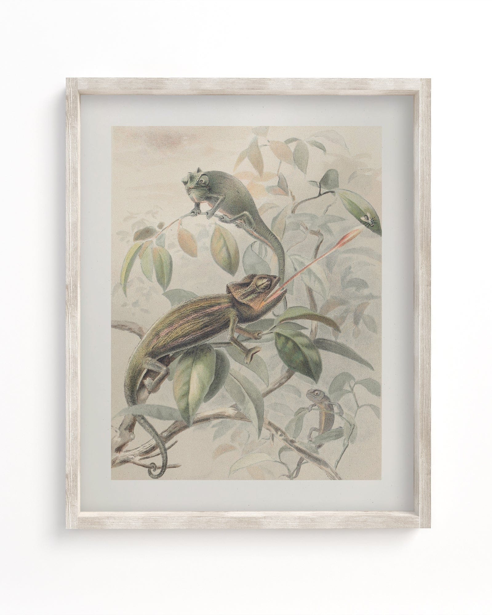 Chameleon Scientific Illustration Museum Print