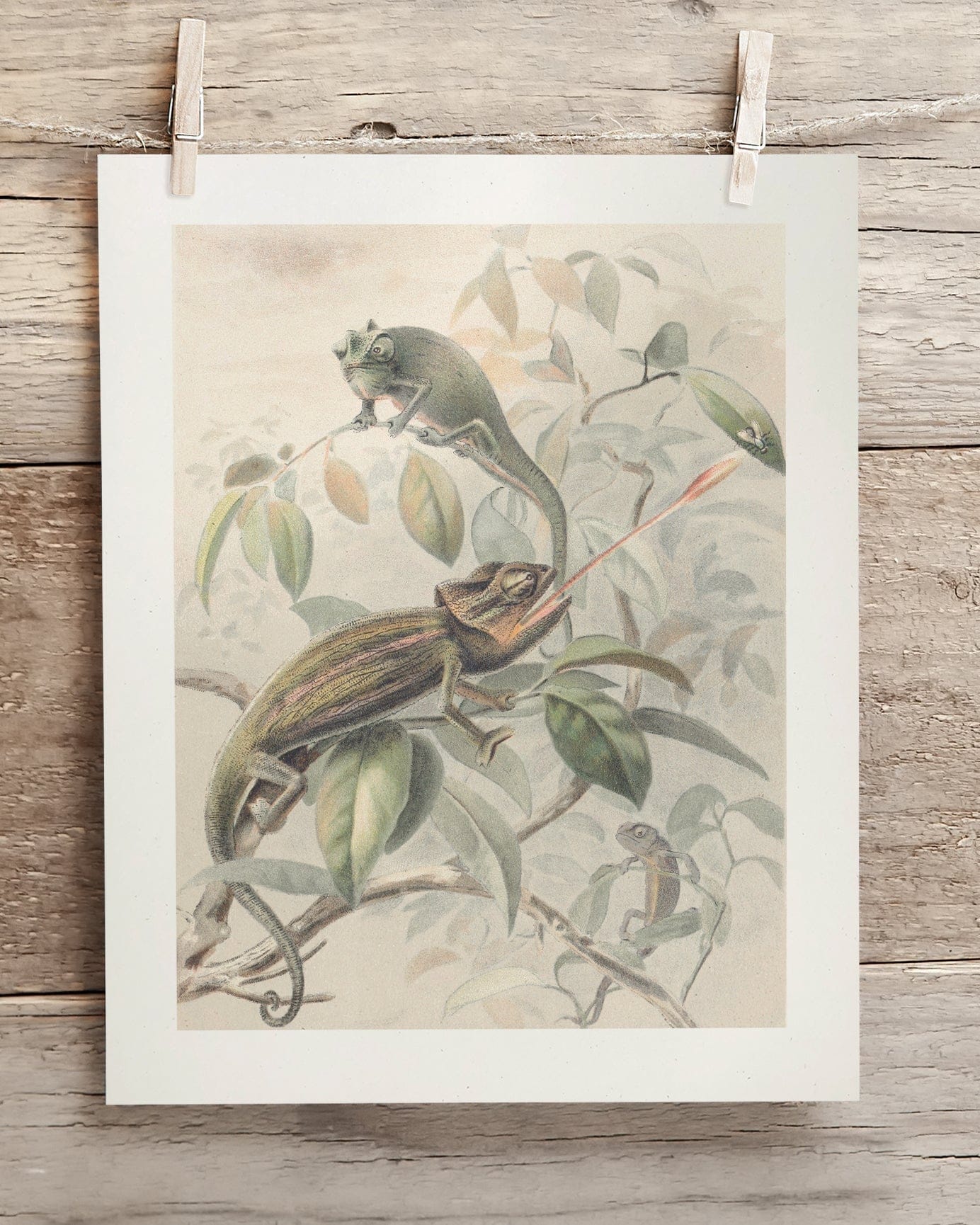 Chameleon Scientific Illustration Museum Print - Image 2