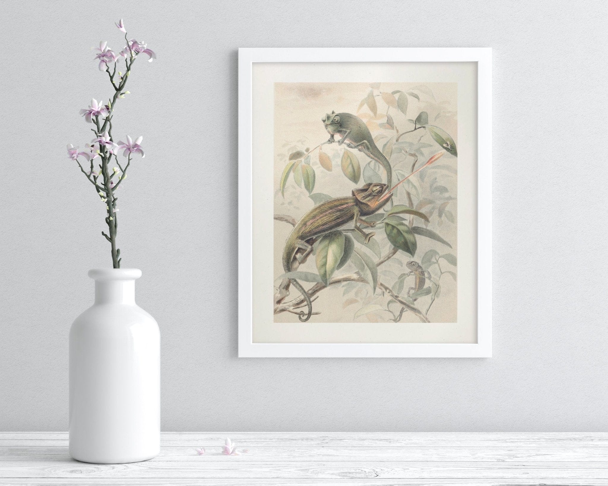 Chameleon Scientific Illustration Museum Print - Image 3