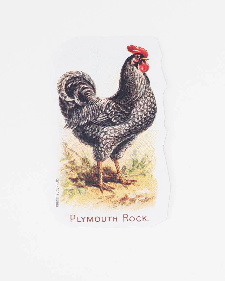 Chicken Sticker