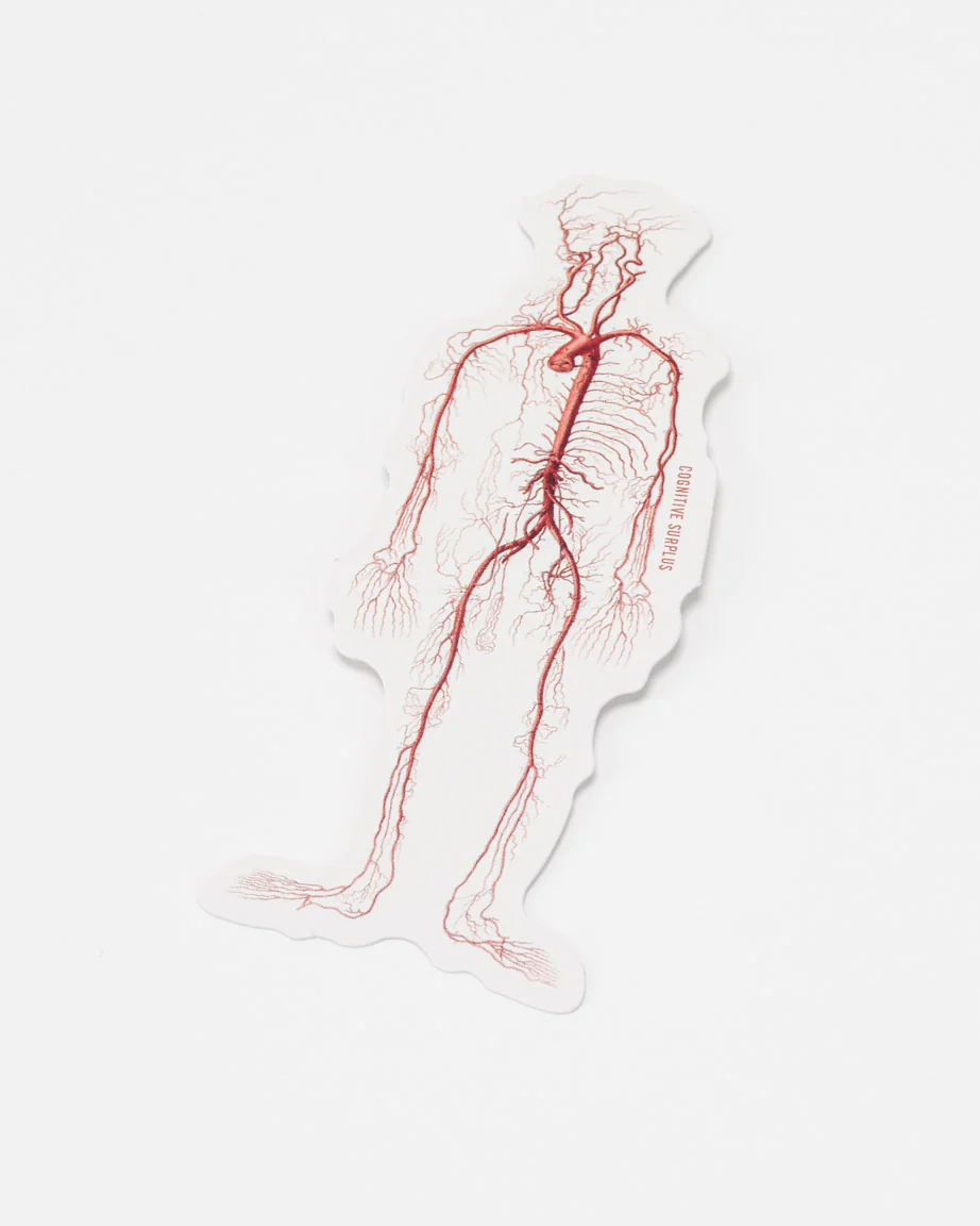 Circulatory System Sticker