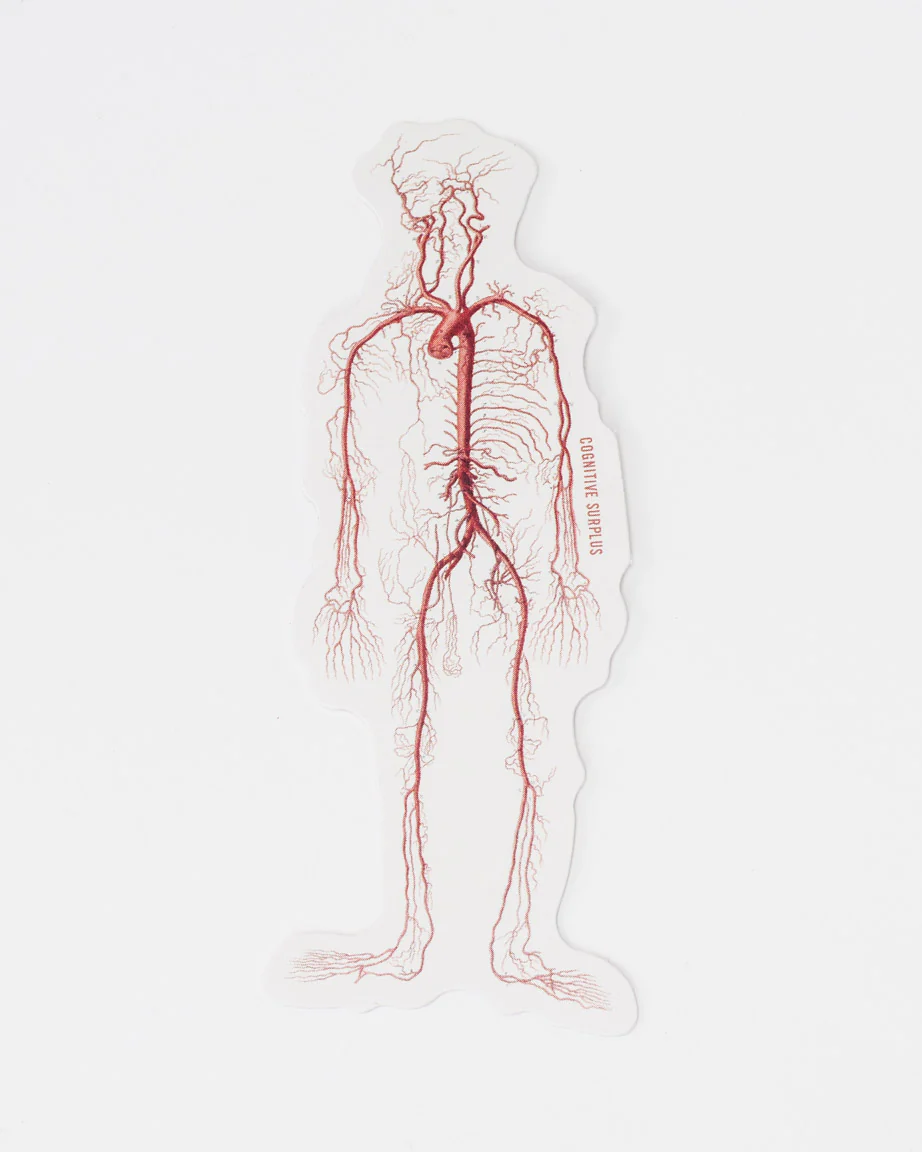Circulatory System Sticker - Image 2