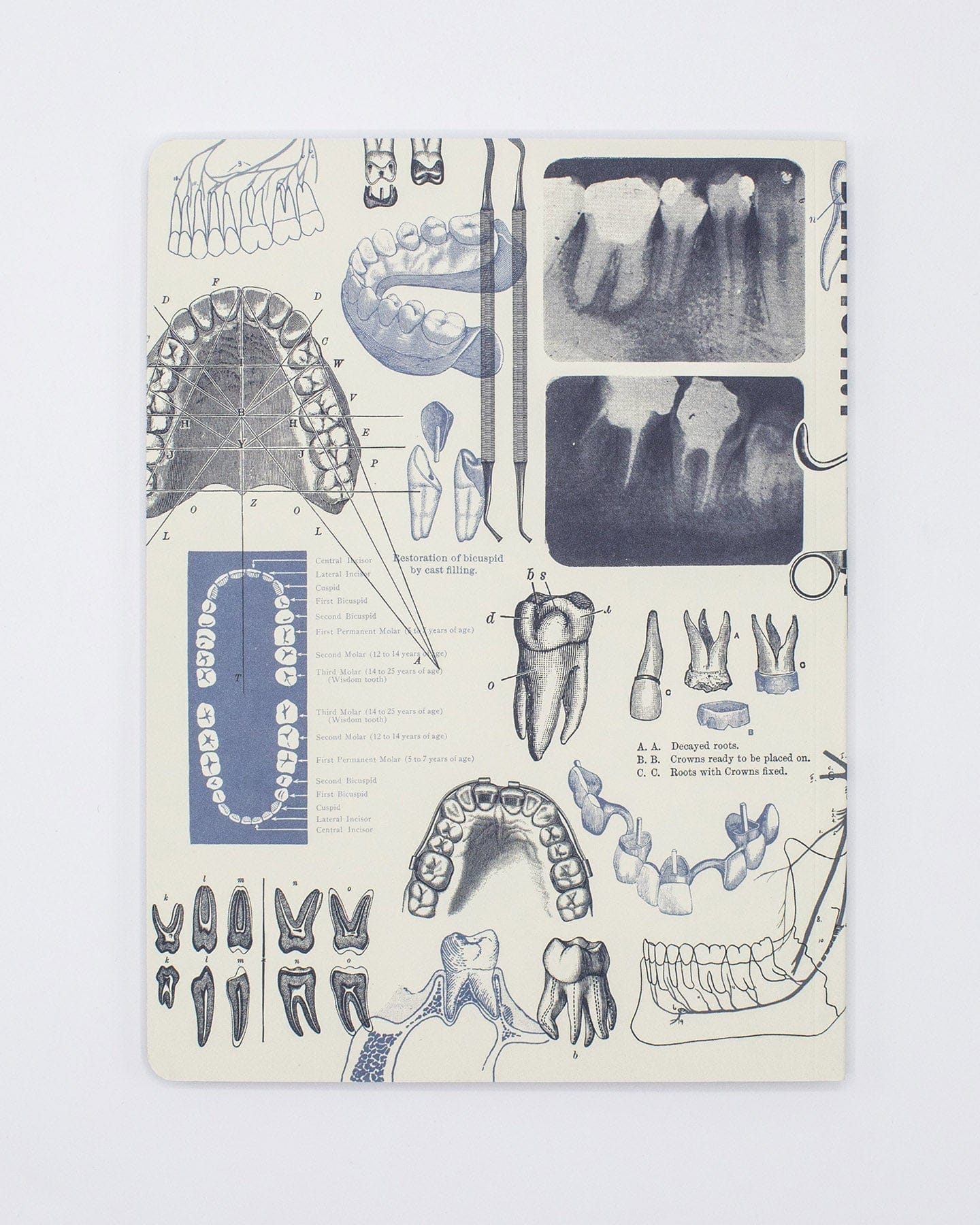 Dentistry Softcover Notebook - Dot Grid - Image 2