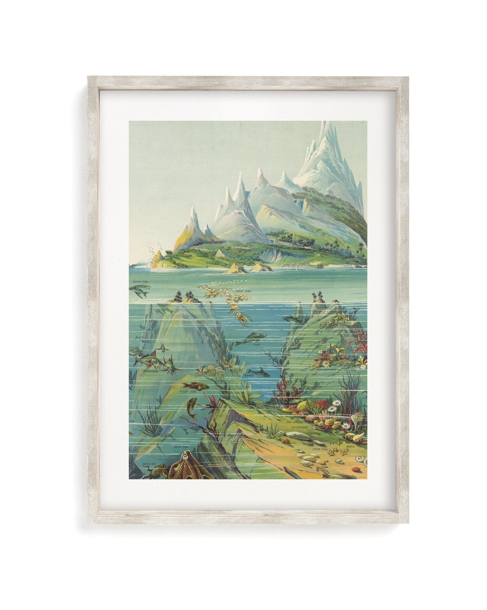 Ocean Regions Scientific Illustration Museum Print - Image 4