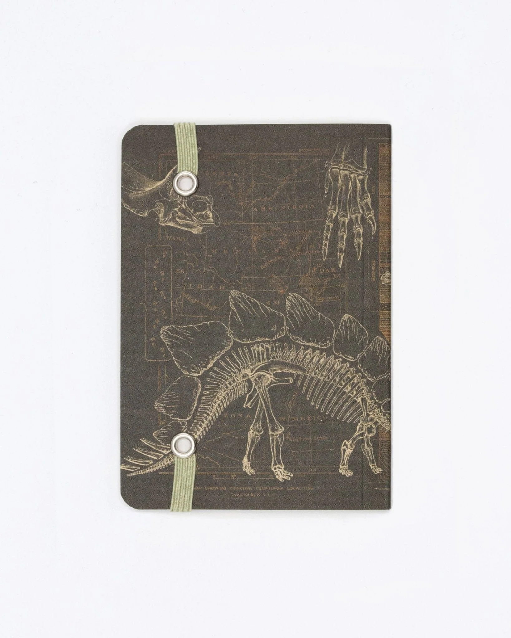 Dinosaur Bones Observation Softcover - Image 3