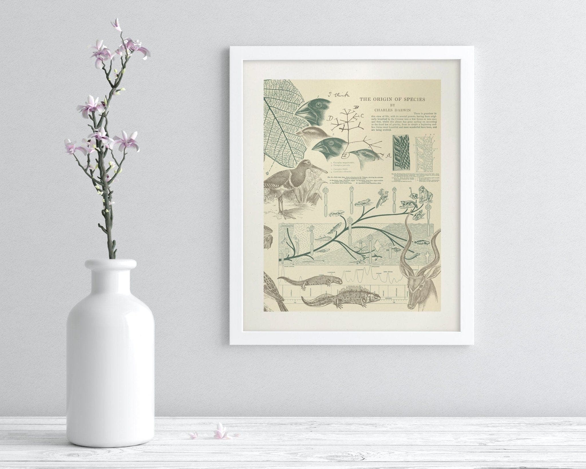 Evolution Scientific Illustration Museum Print - Image 3