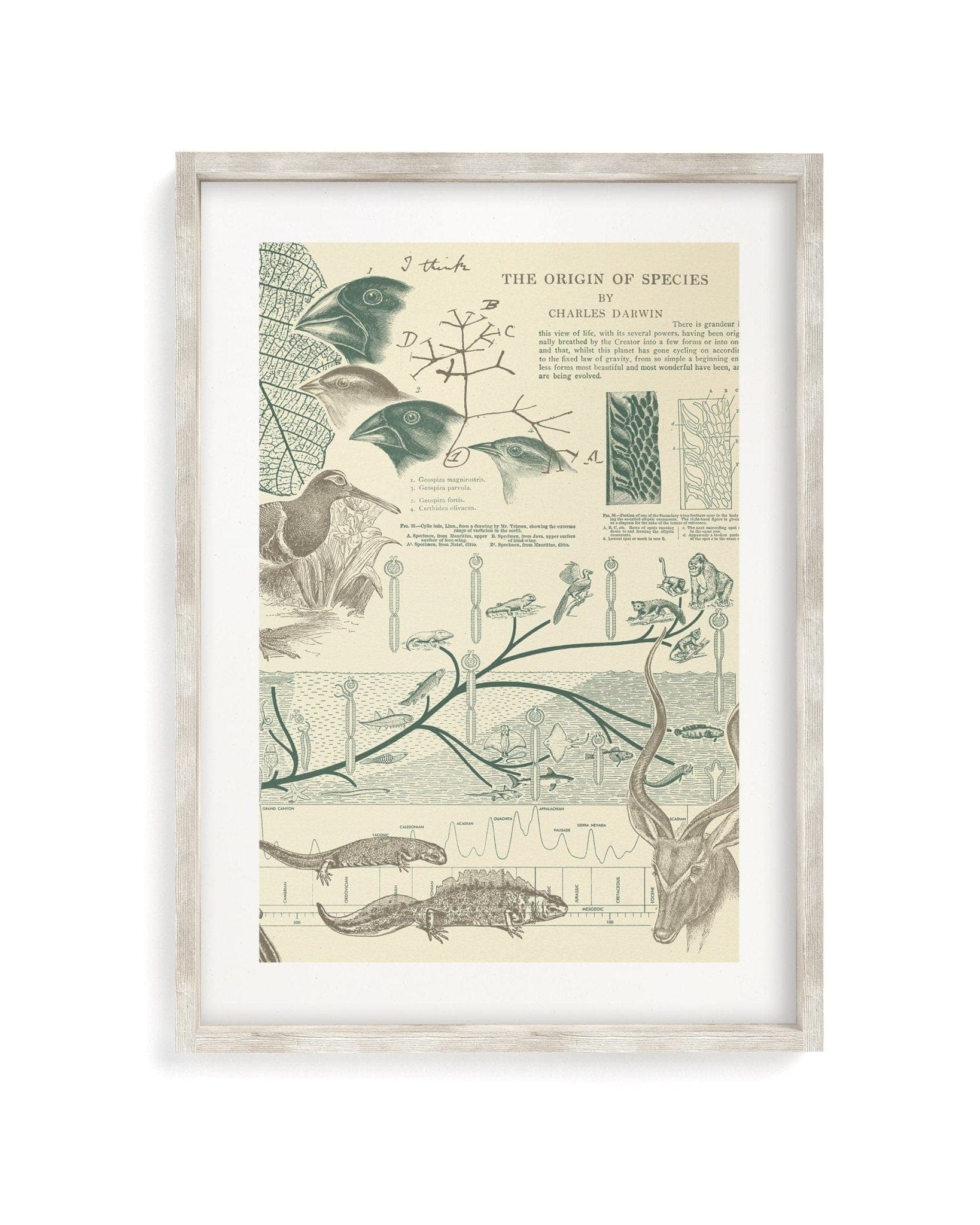 Evolution Scientific Illustration Museum Print - Image 4