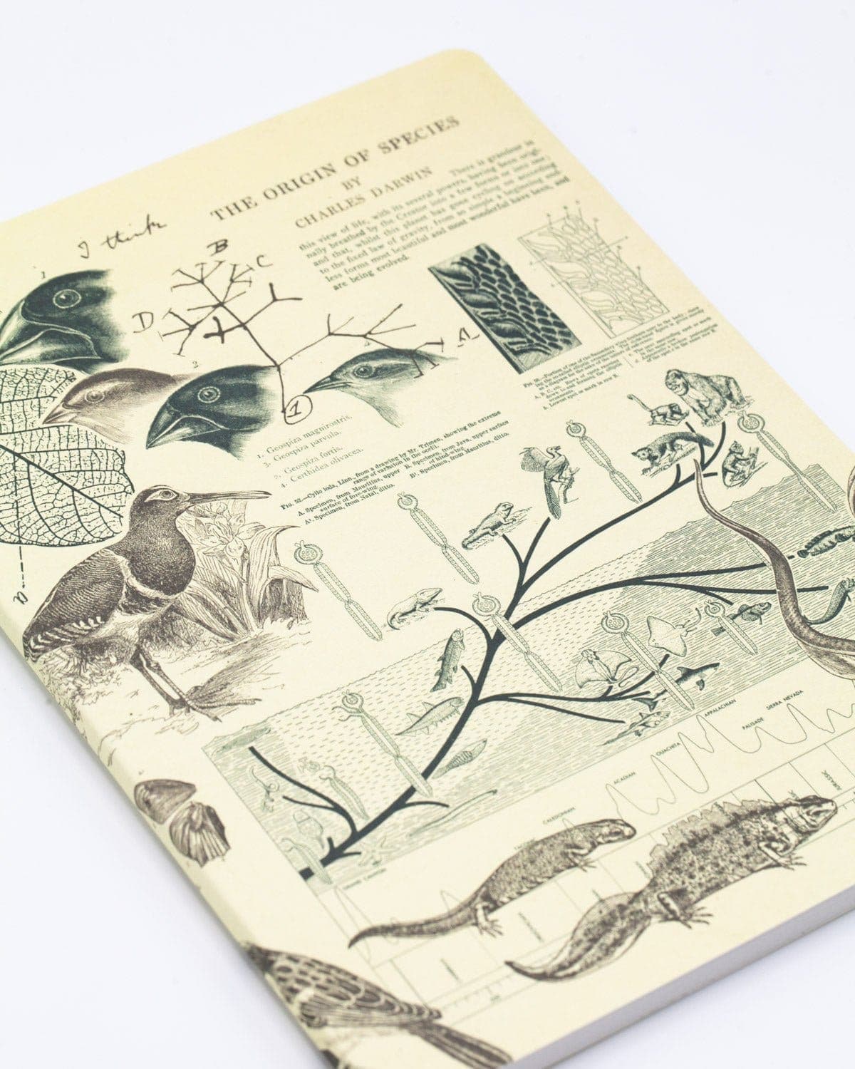 Evolution Softcover Notebook - Lined - Image 5