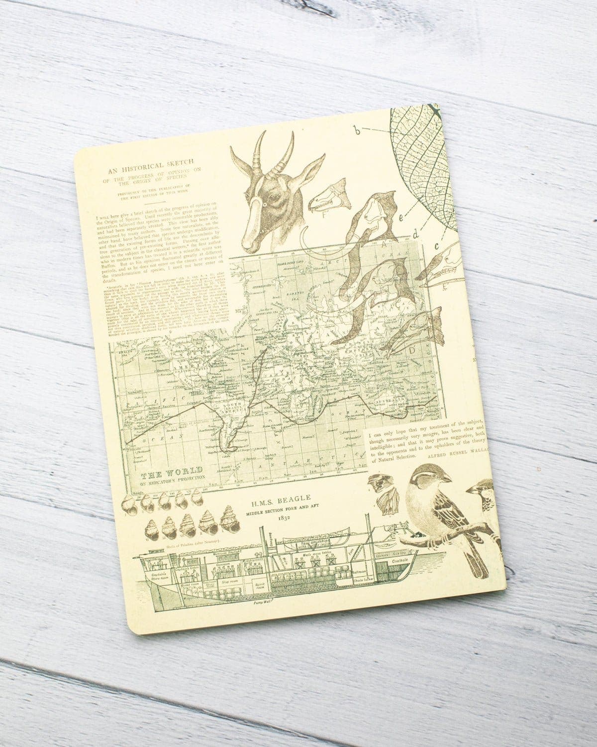 Evolution Softcover Notebook - Lined - Image 7