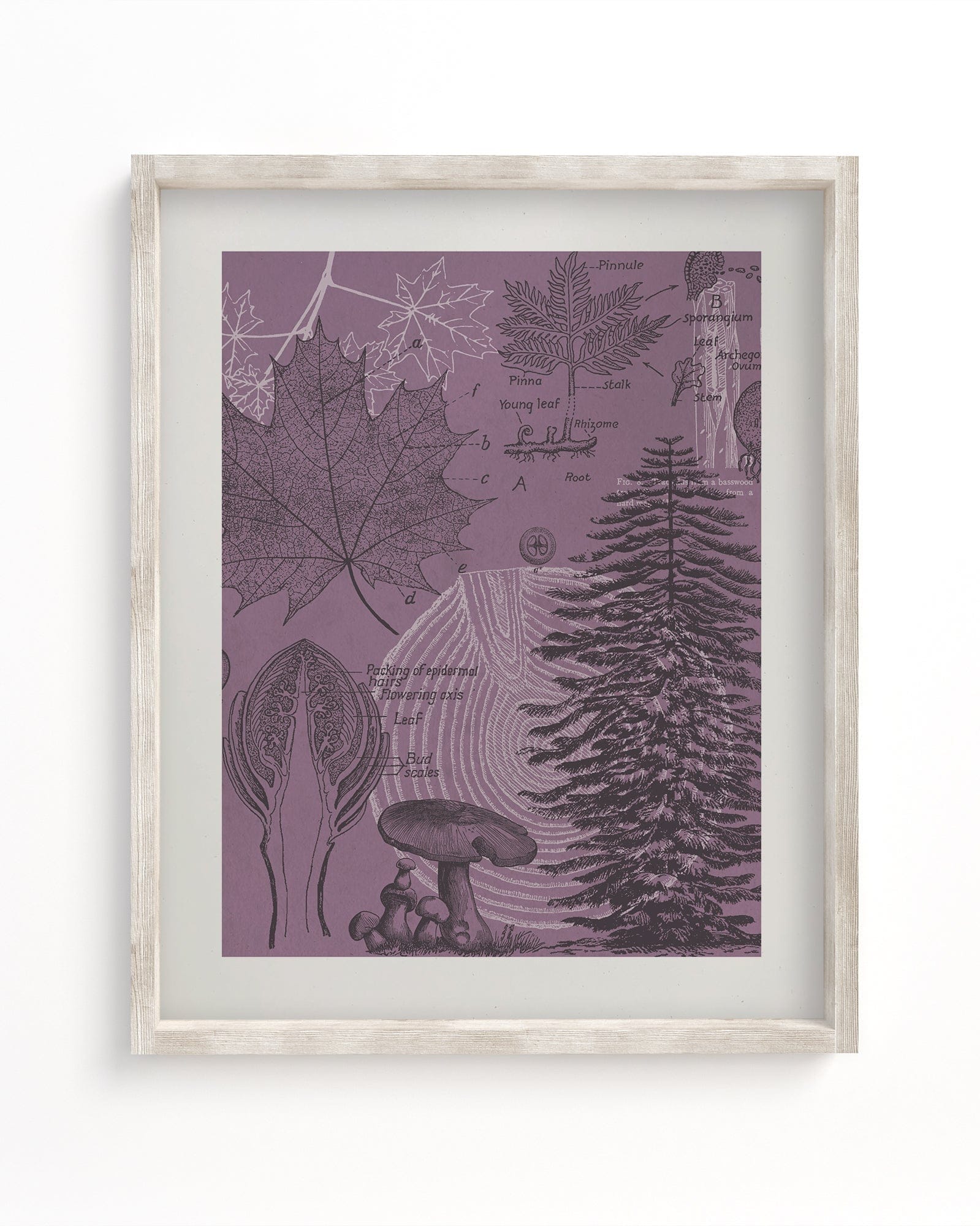Forest at Dusk Scientific Illustration Museum Print