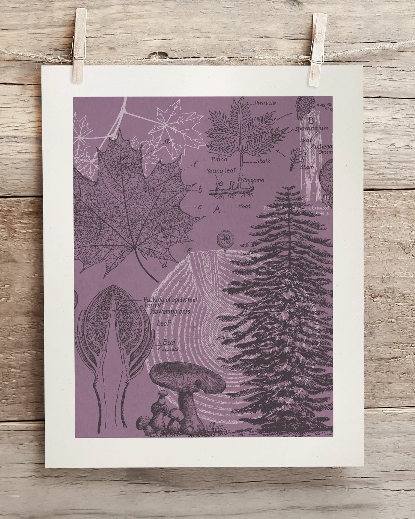 Forest at Dusk Scientific Illustration Museum Print - Image 2