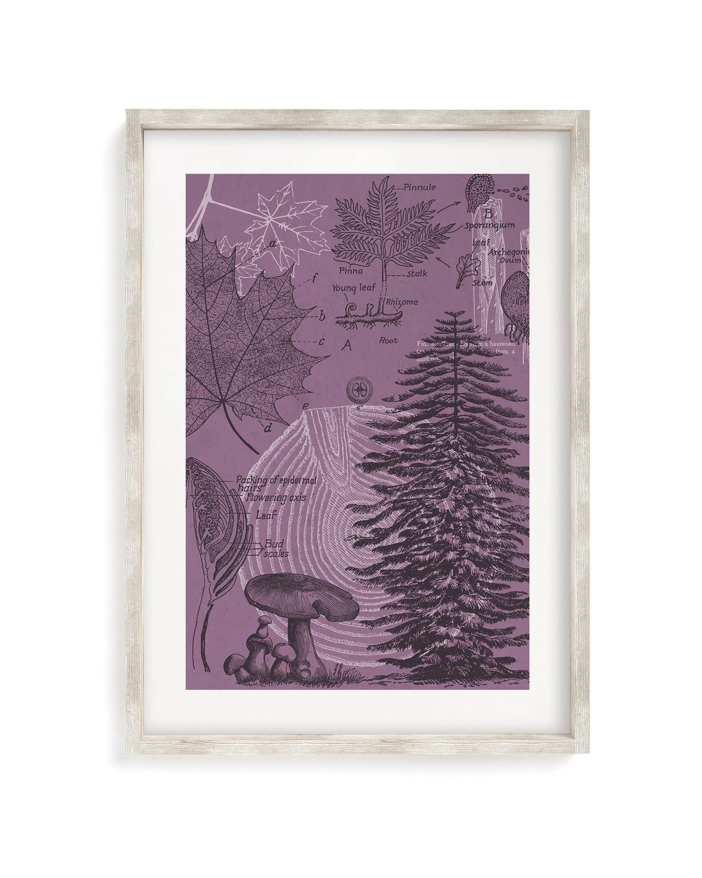 Forest at Dusk Scientific Illustration Museum Print - Image 4