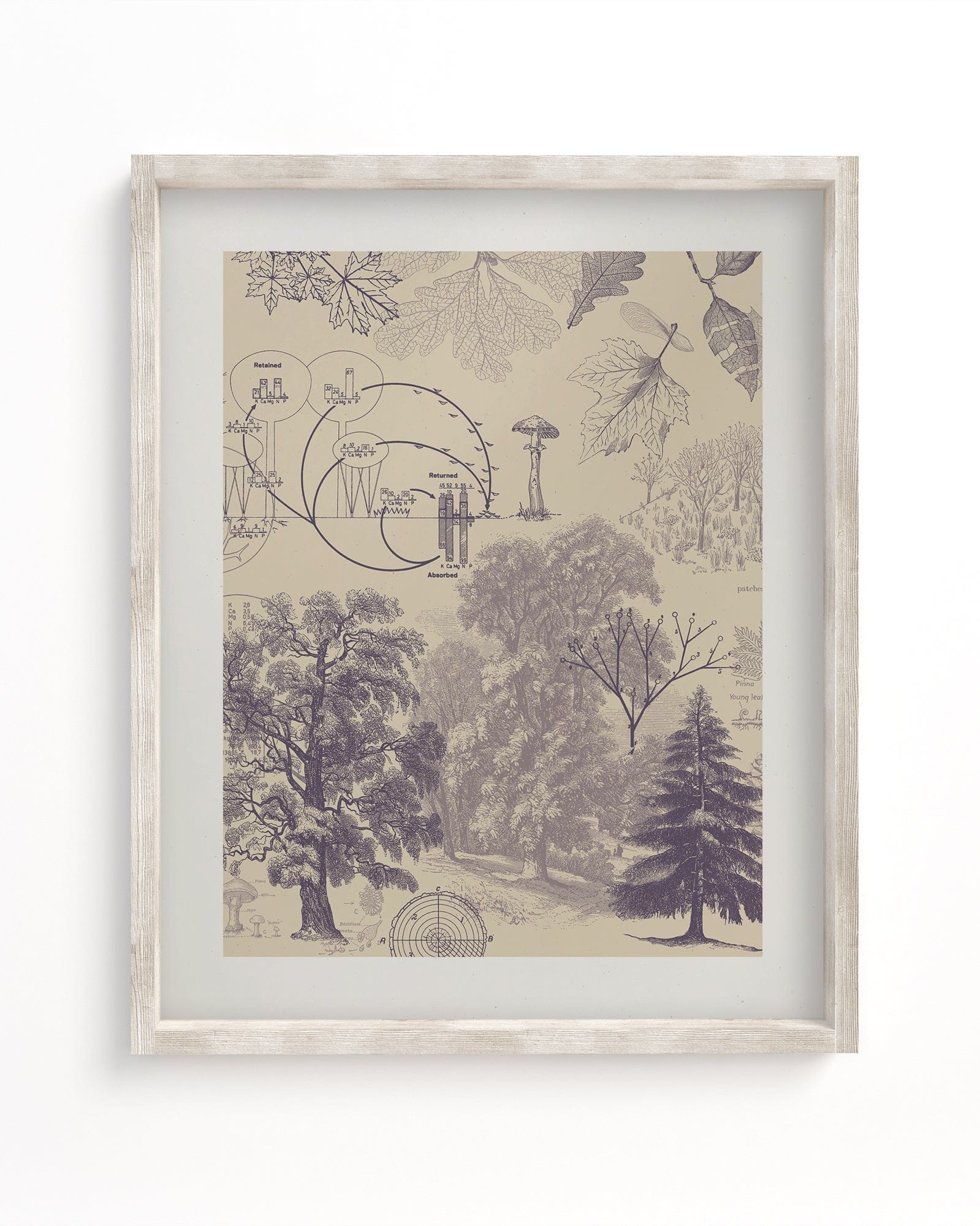 Forest Nutrients Scientific Illustration Museum Print