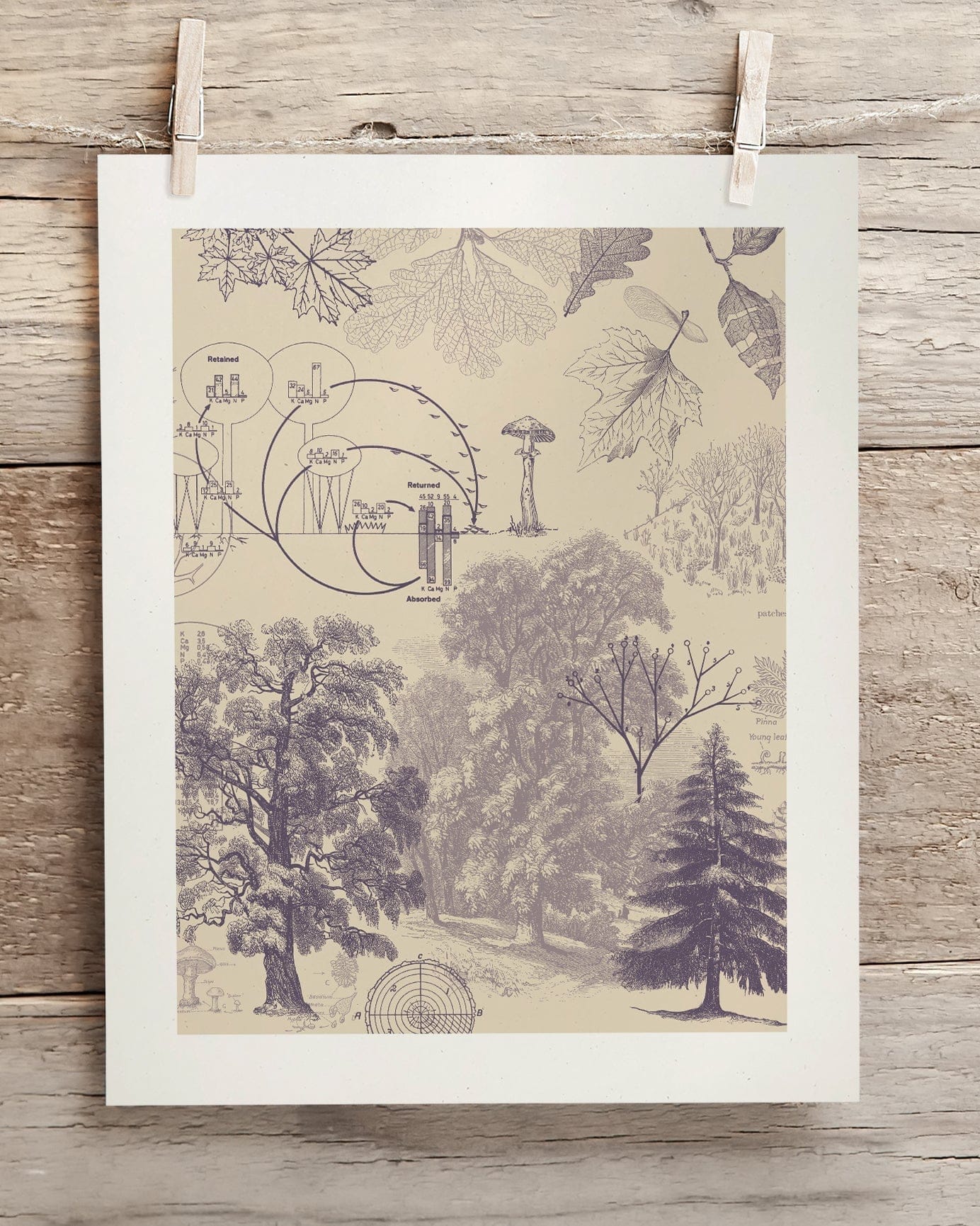 Forest Nutrients Scientific Illustration Museum Print - Image 2