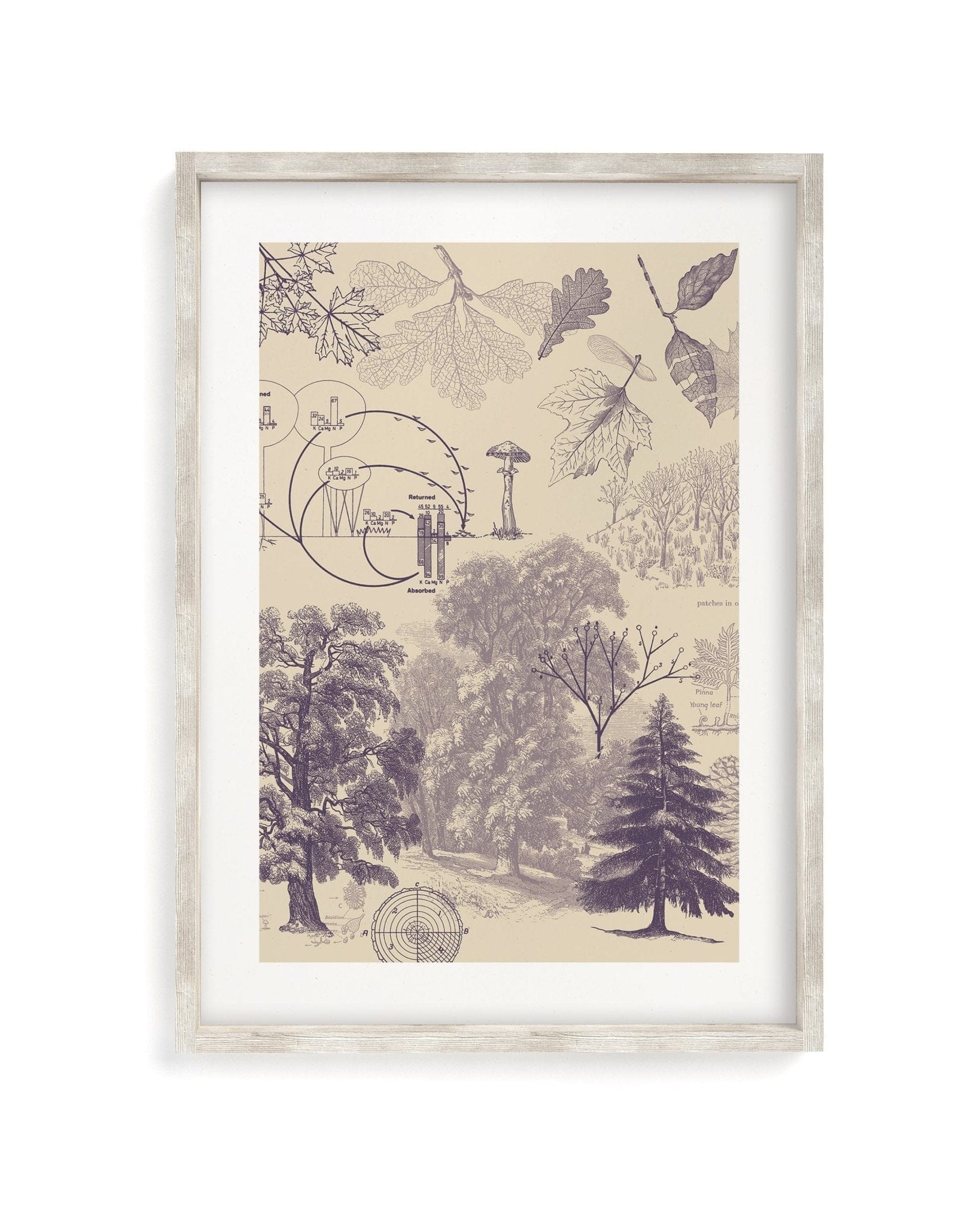 Forest Nutrients Scientific Illustration Museum Print - Image 4
