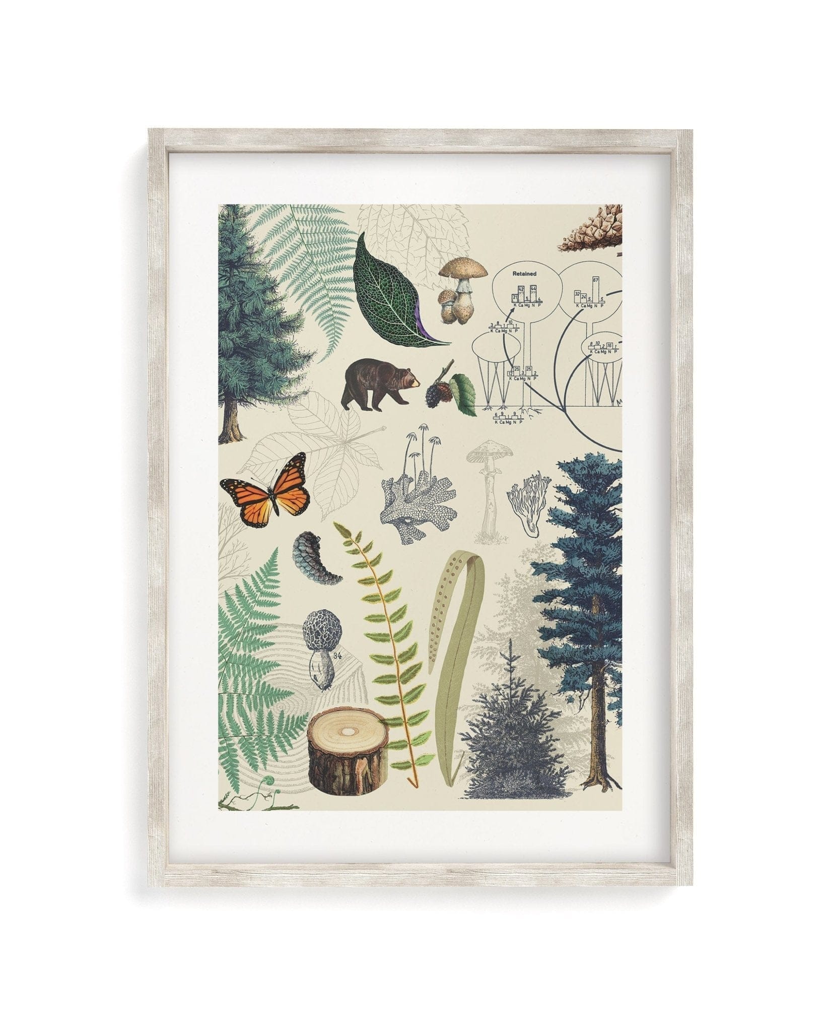 Woodland Forest 2 Scientific Illustration Museum Print - Image 4