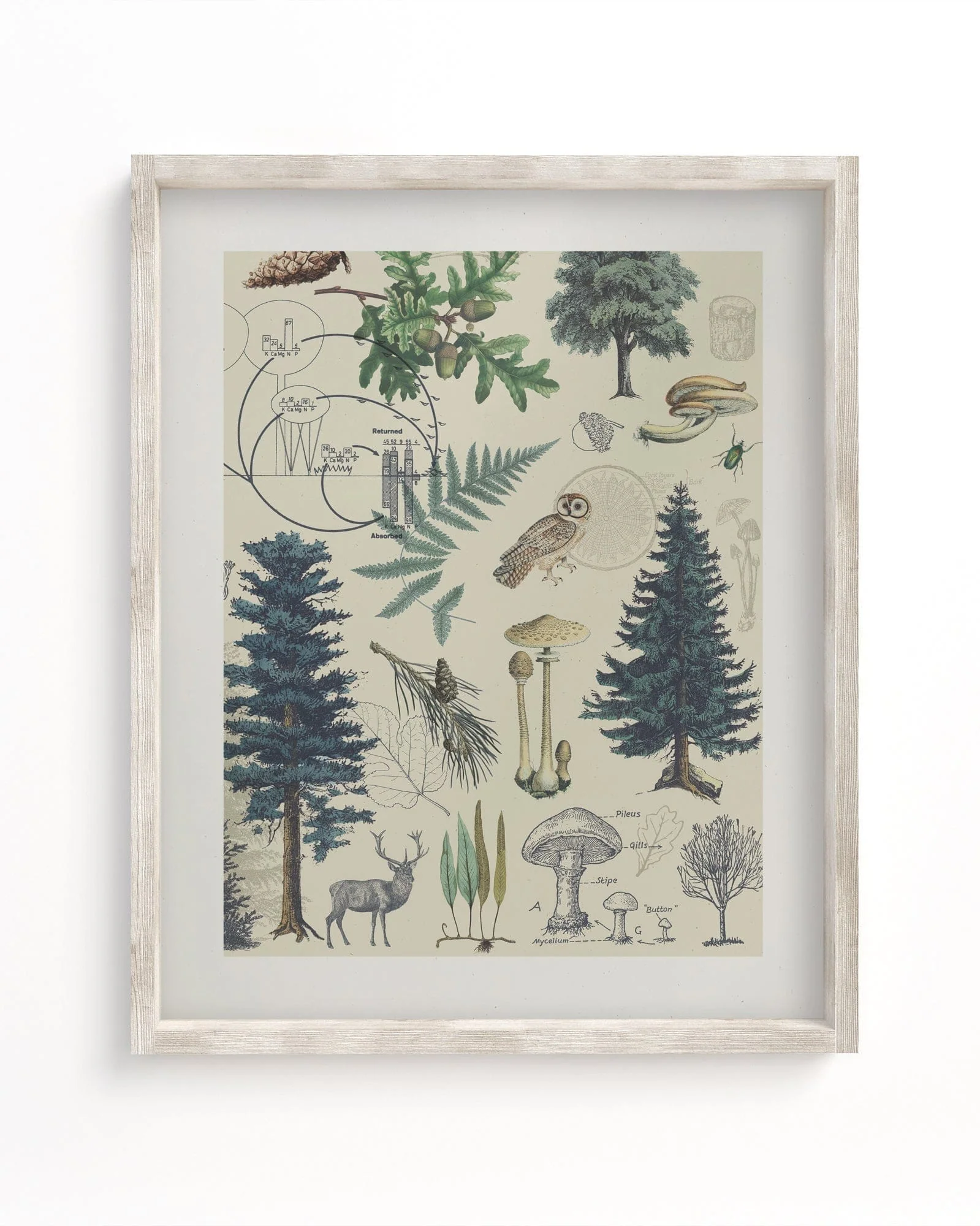Woodland Forest 3 Scientific Illustration Museum Print