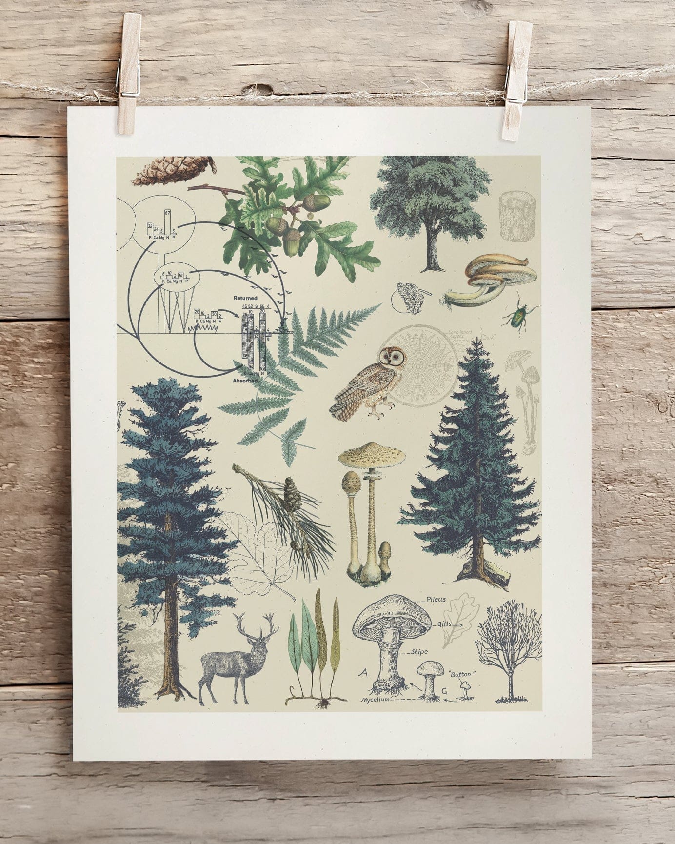 Woodland Forest 3 Scientific Illustration Museum Print - Image 2