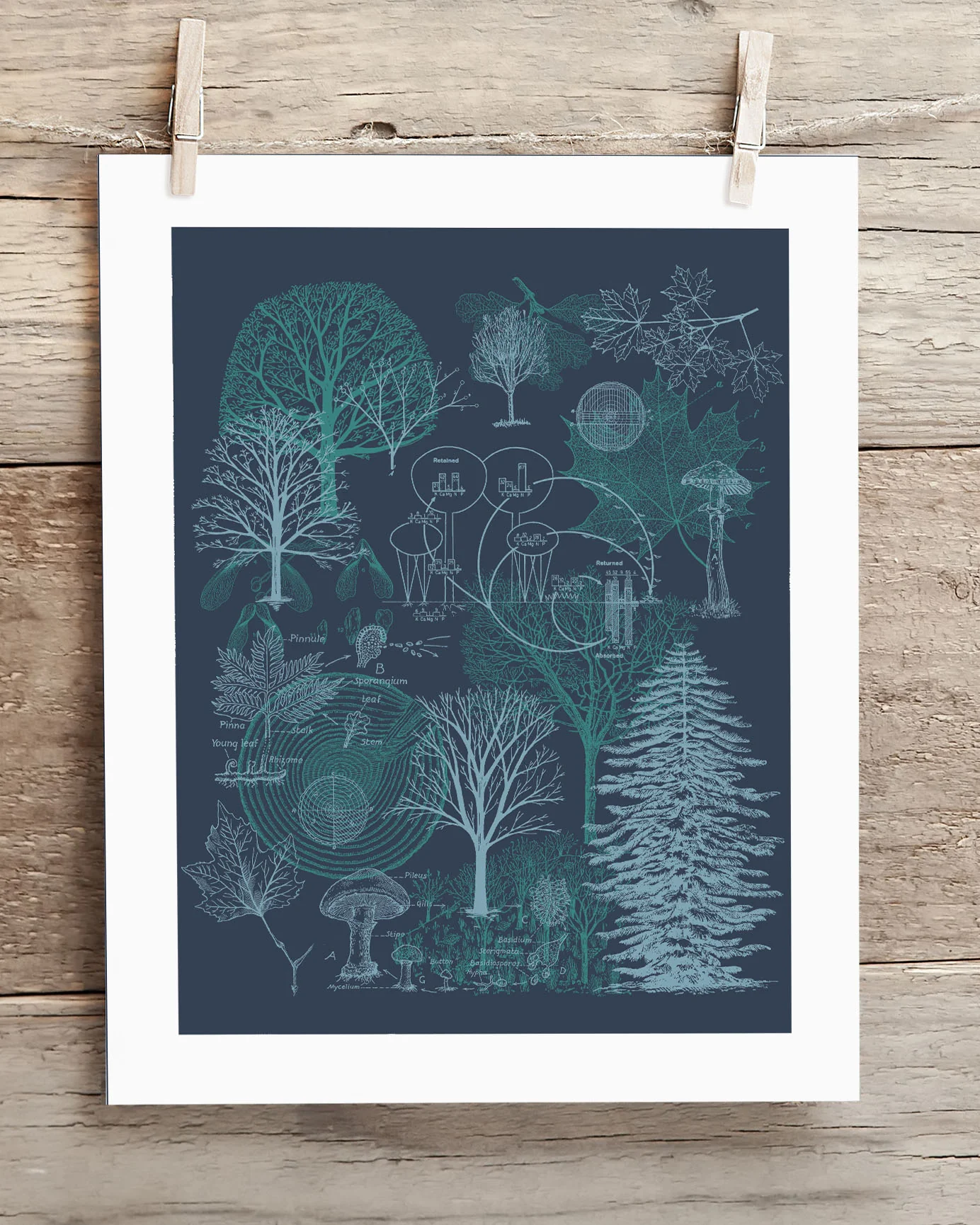 Forest Scientific Illustration Museum Print - Image 2