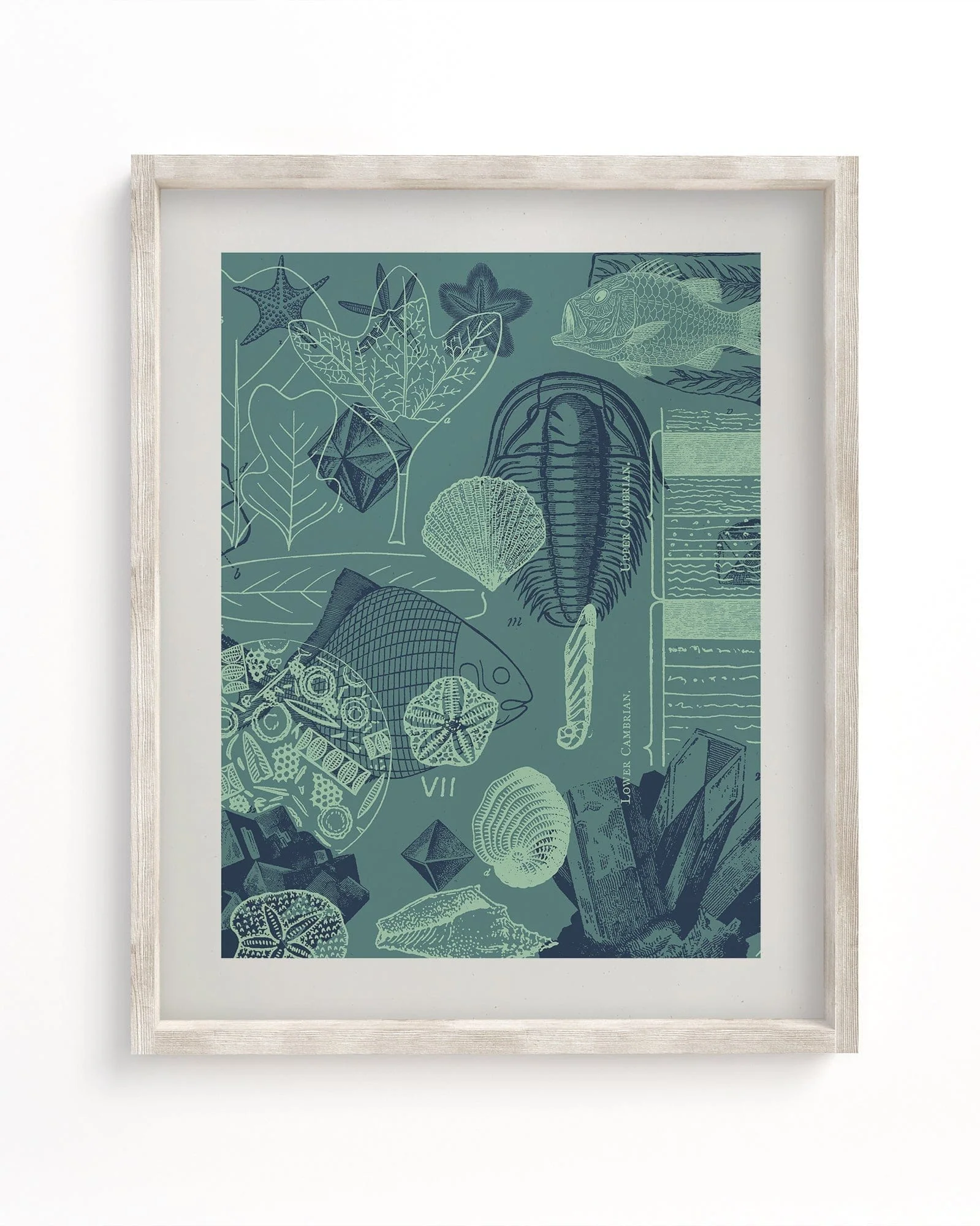Fossils Scientific Illustration Museum Print