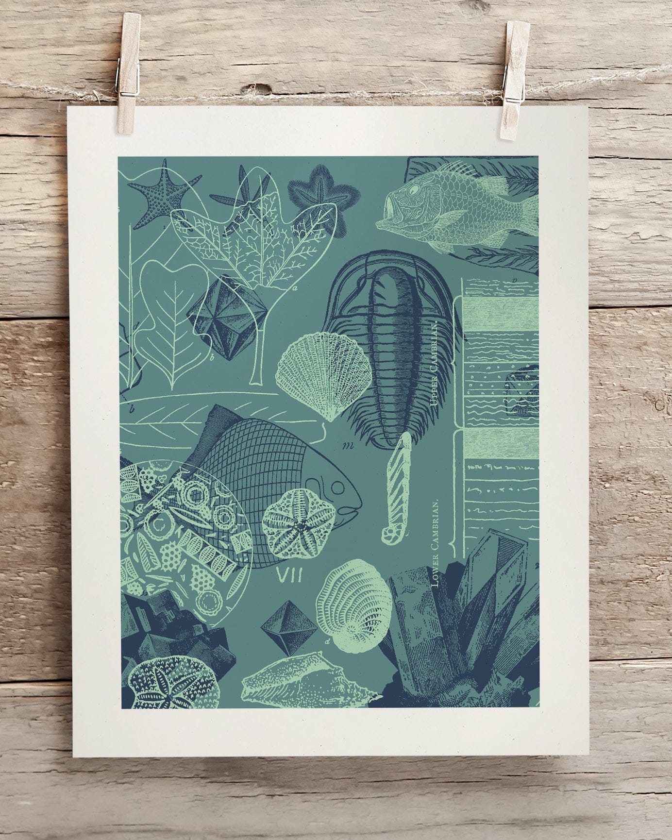 Fossils Scientific Illustration Museum Print - Image 2