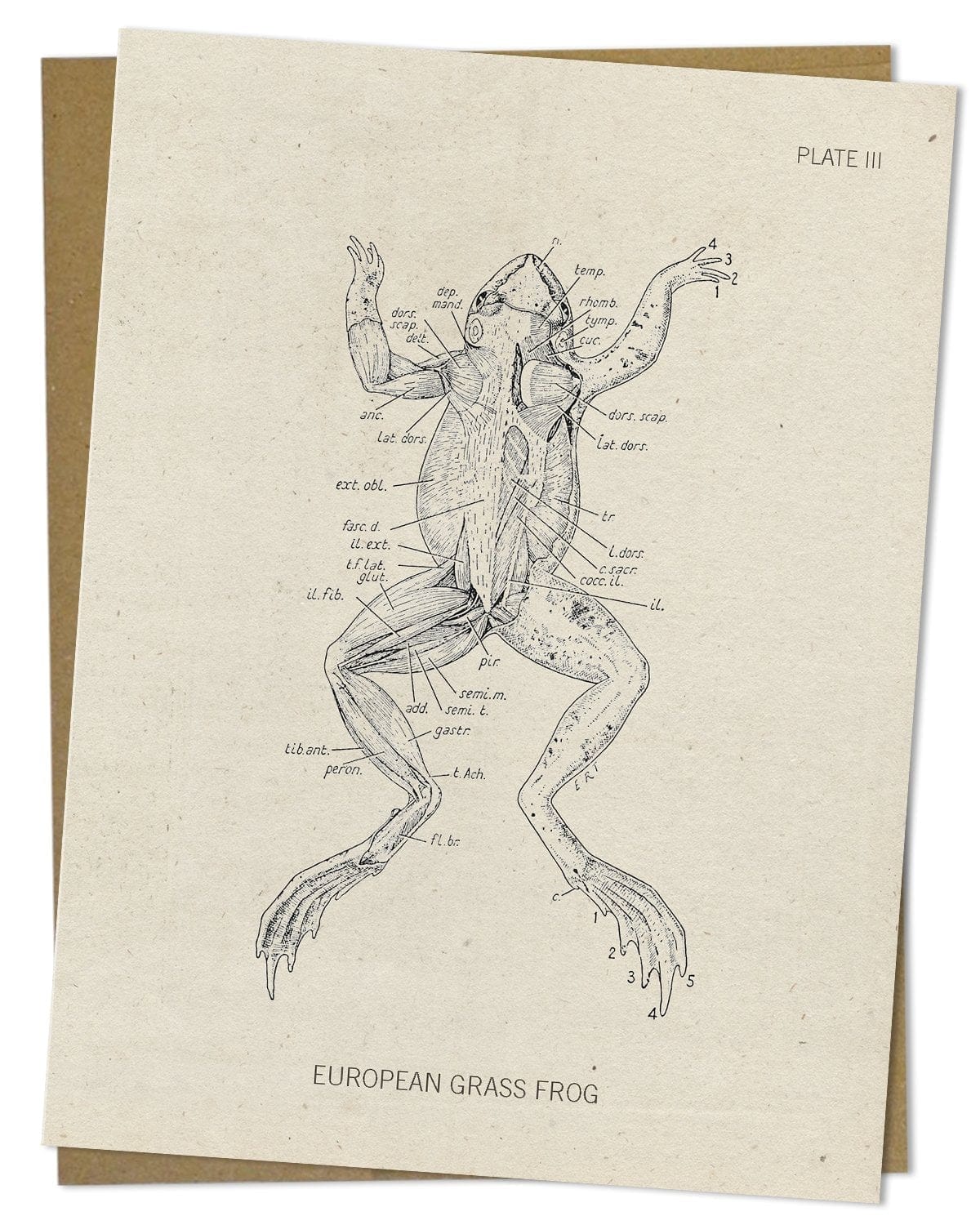 Frog Dissection Card - Image 2