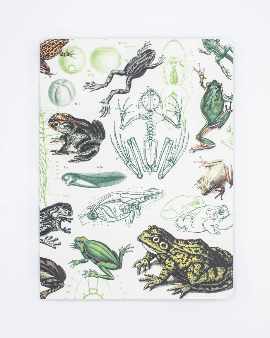 Frogs & Toads Softcover Notebook - Lined