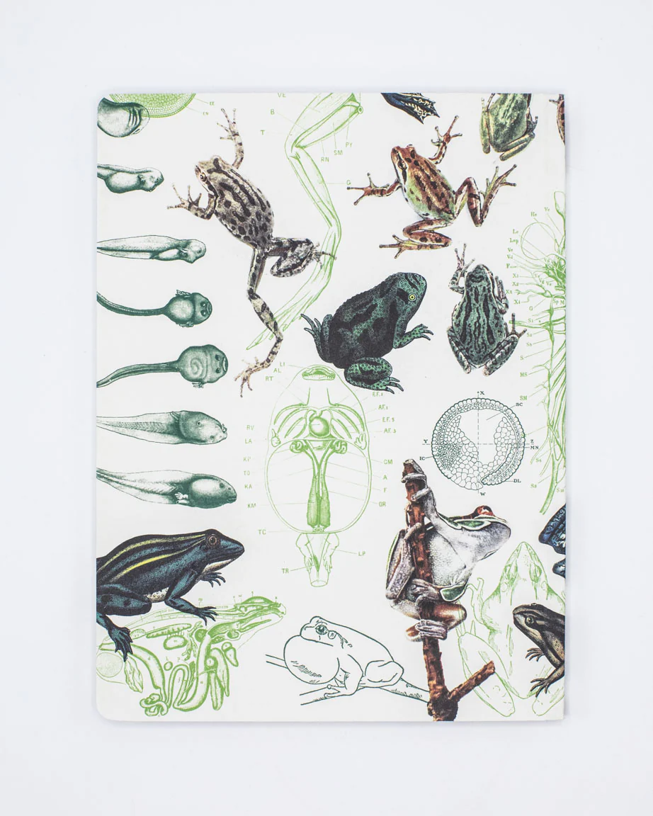 Frogs & Toads Softcover Notebook - Lined - Image 2