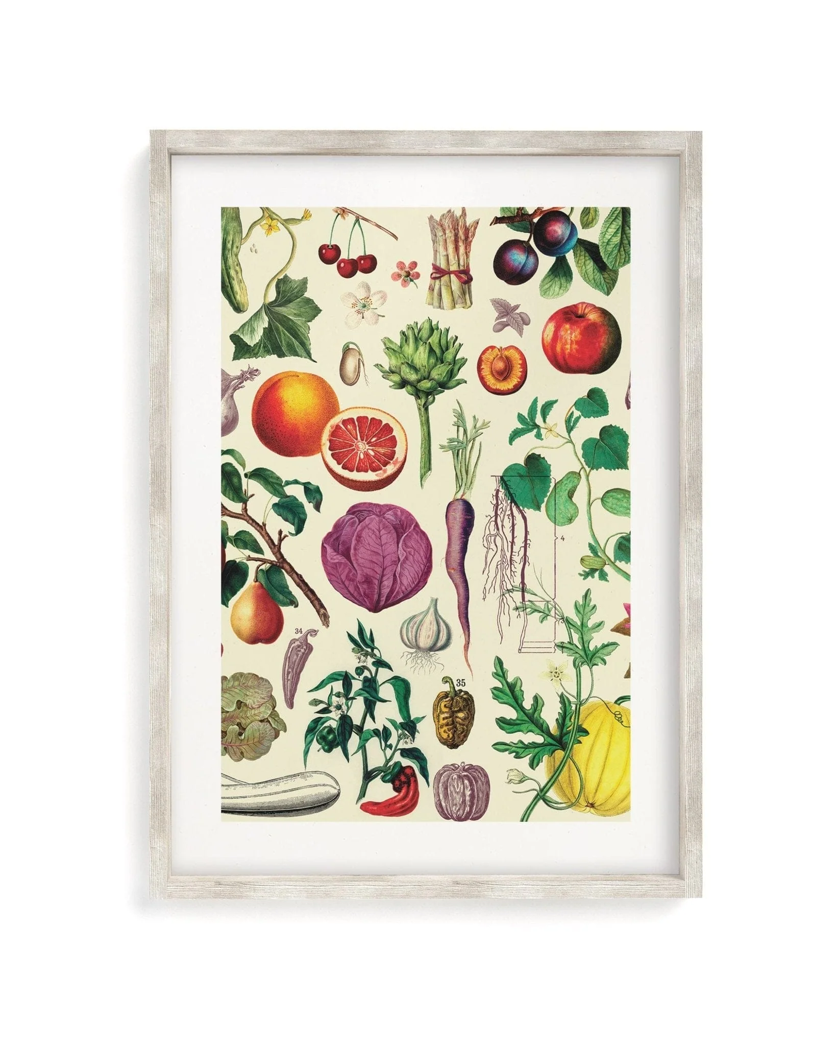 Fruit & Vegetables Scientific Illustration Museum Print - Image 4