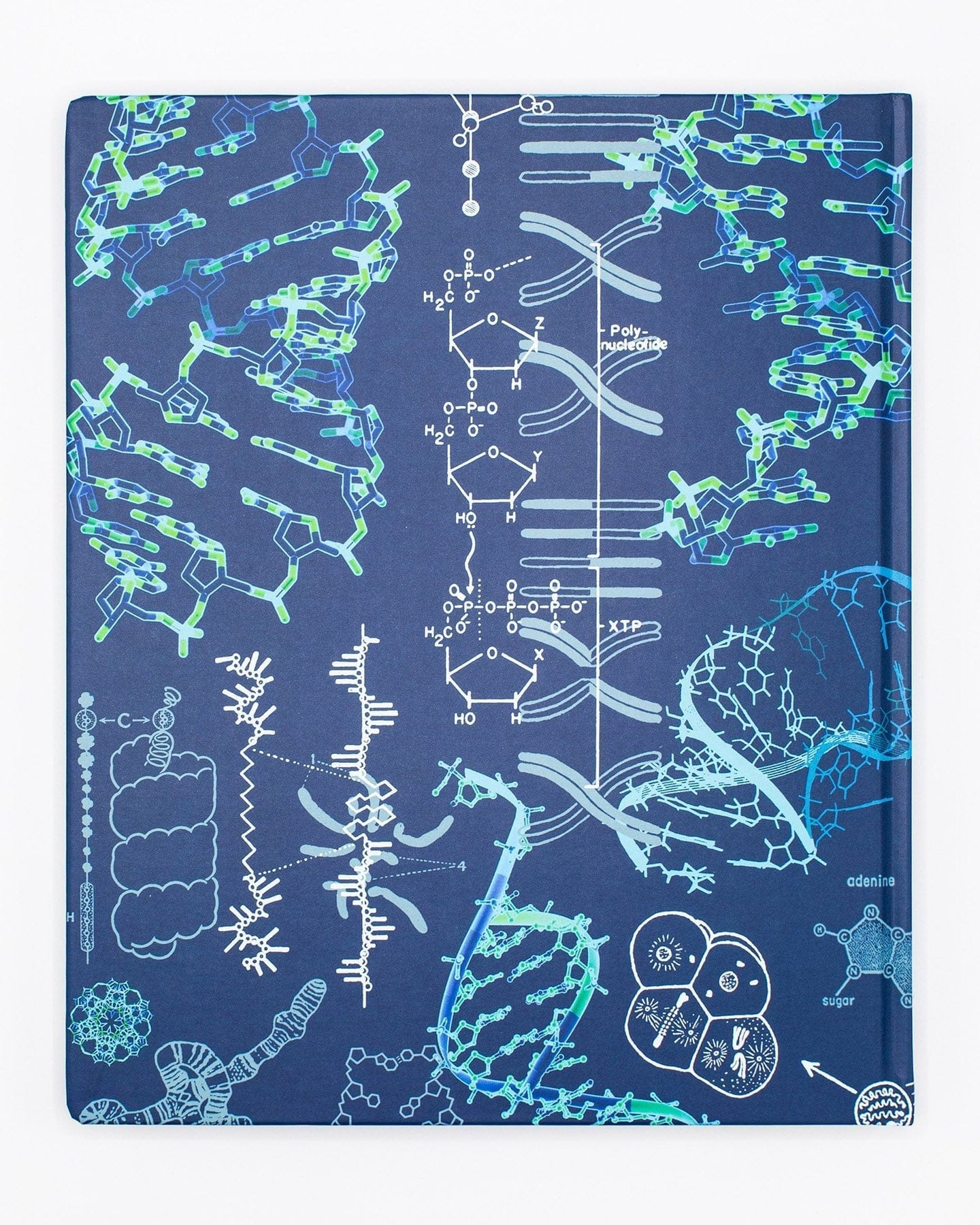Genetics Lab Notebook - Image 2