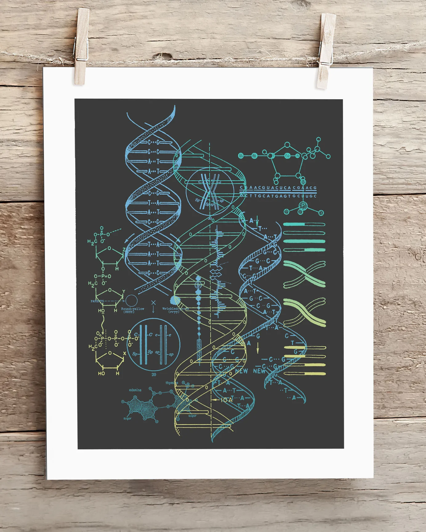 Genetics Scientific Illustration Museum Print - Image 2