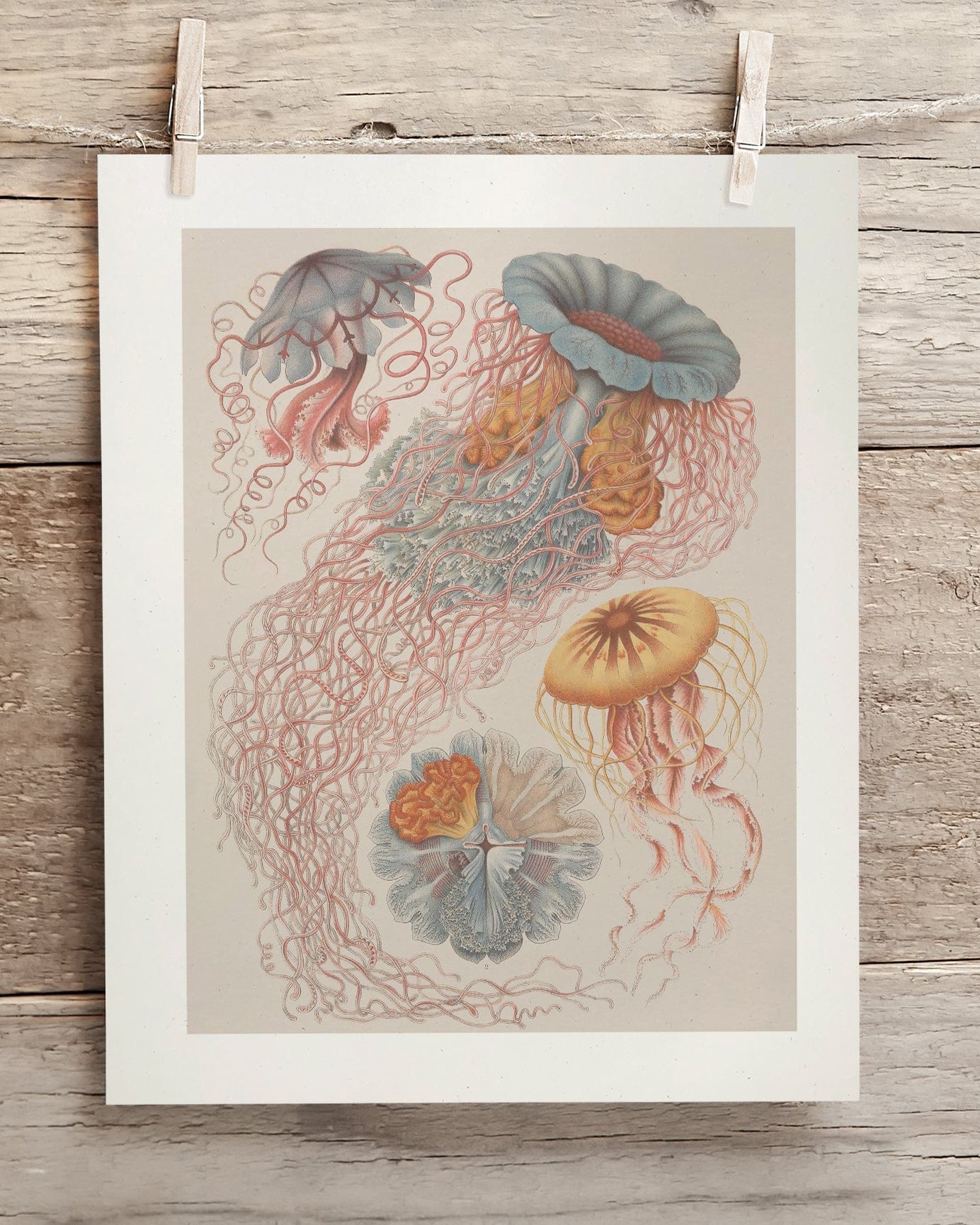 Haeckel Jellyfish Scientific Illustration Museum Print - Image 2