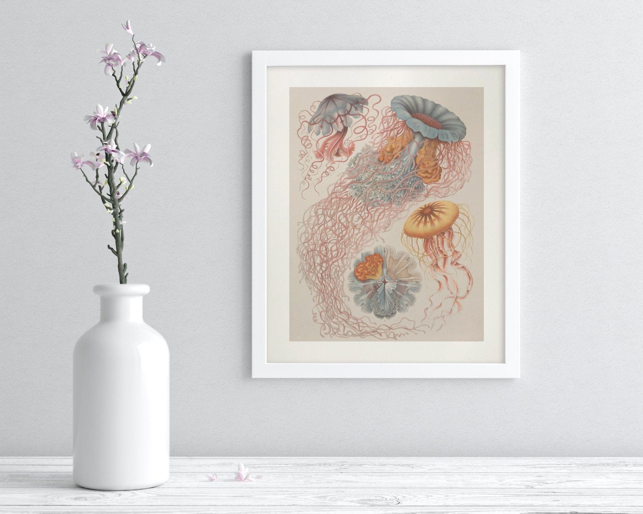 Haeckel Jellyfish Scientific Illustration Museum Print - Image 3