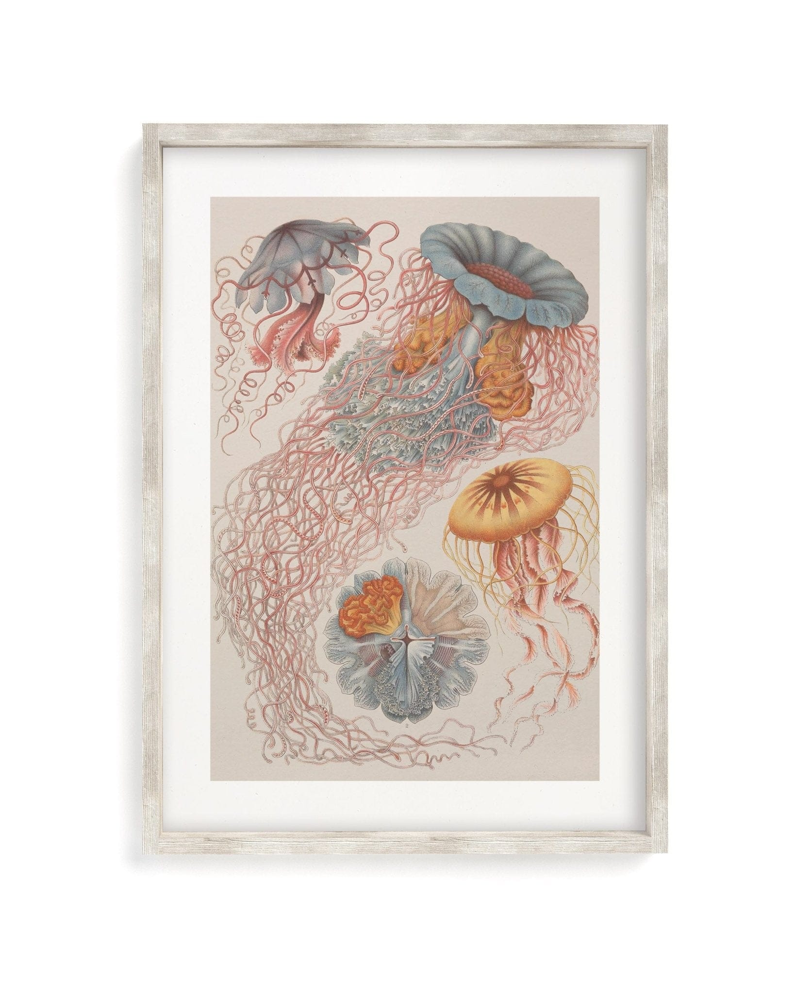 Haeckel Jellyfish Scientific Illustration Museum Print - Image 4
