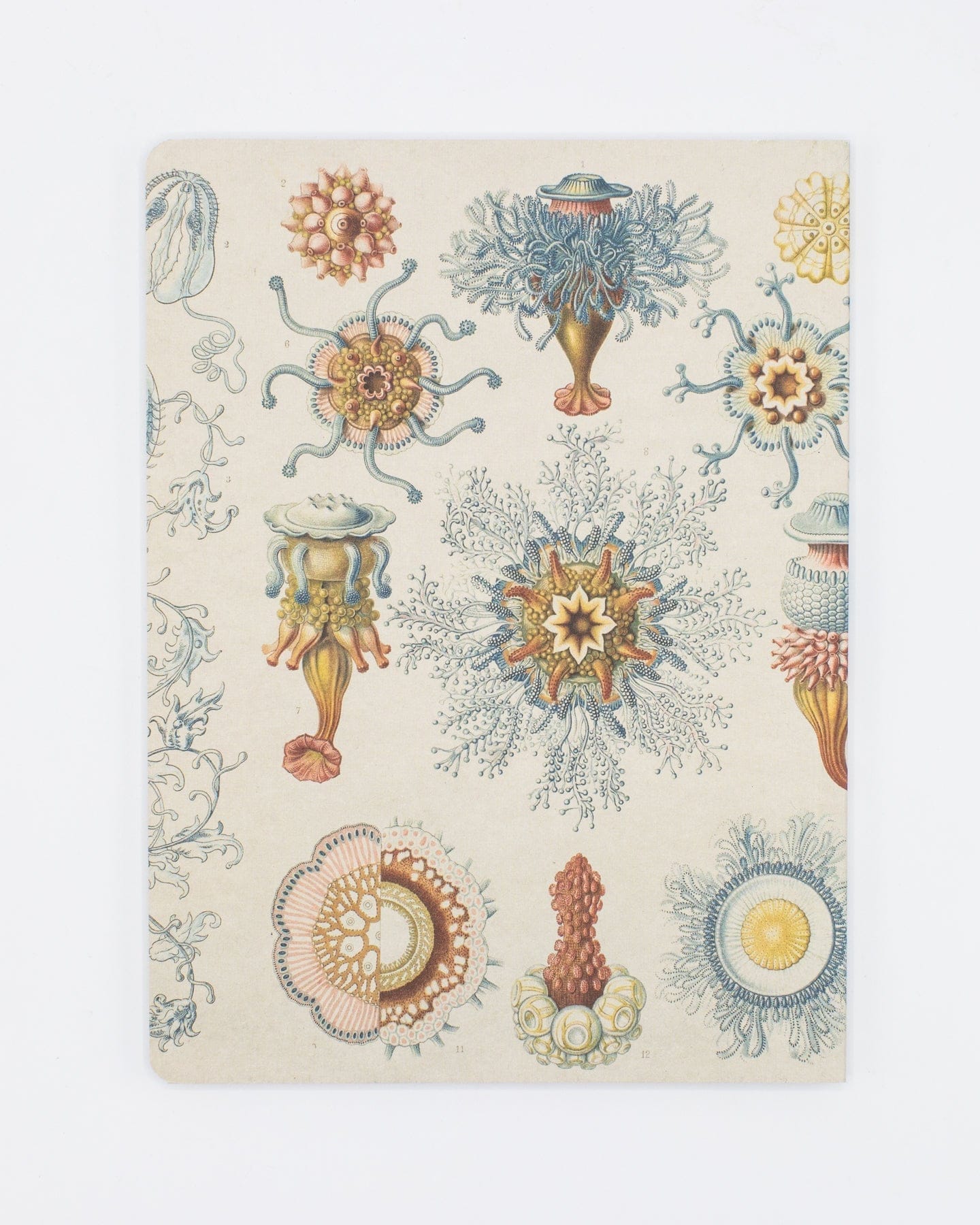 Haeckel Jellyfish Softcover Notebook - Dot Grid - Image 2