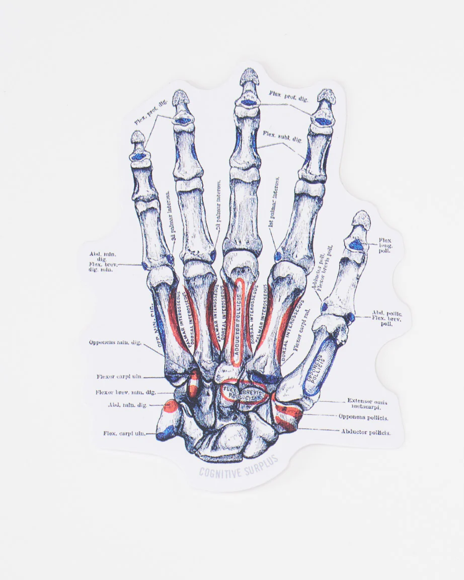 Hand Skeletal Anatomy Sticker