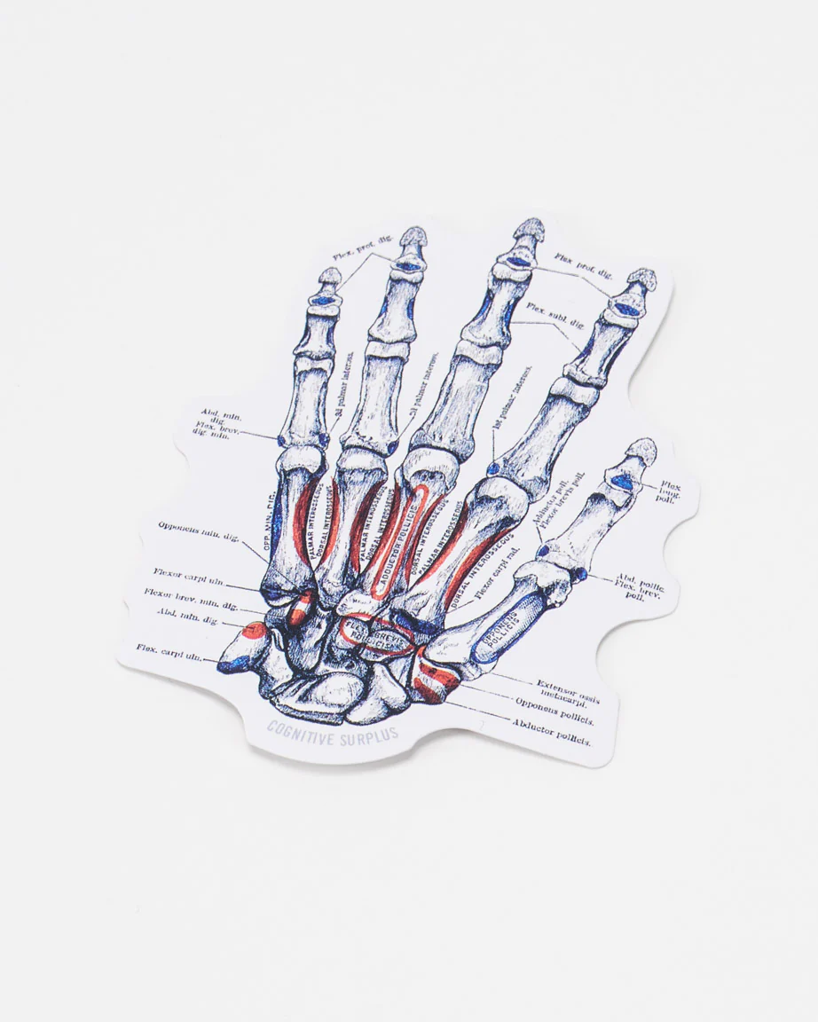 Hand Skeletal Anatomy Sticker - Image 2