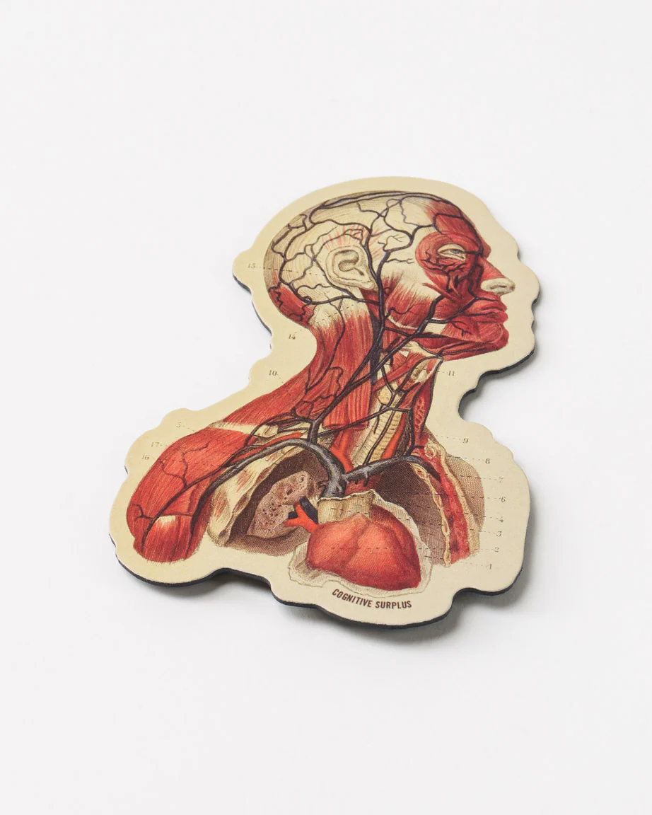 Head Anatomy Magnet