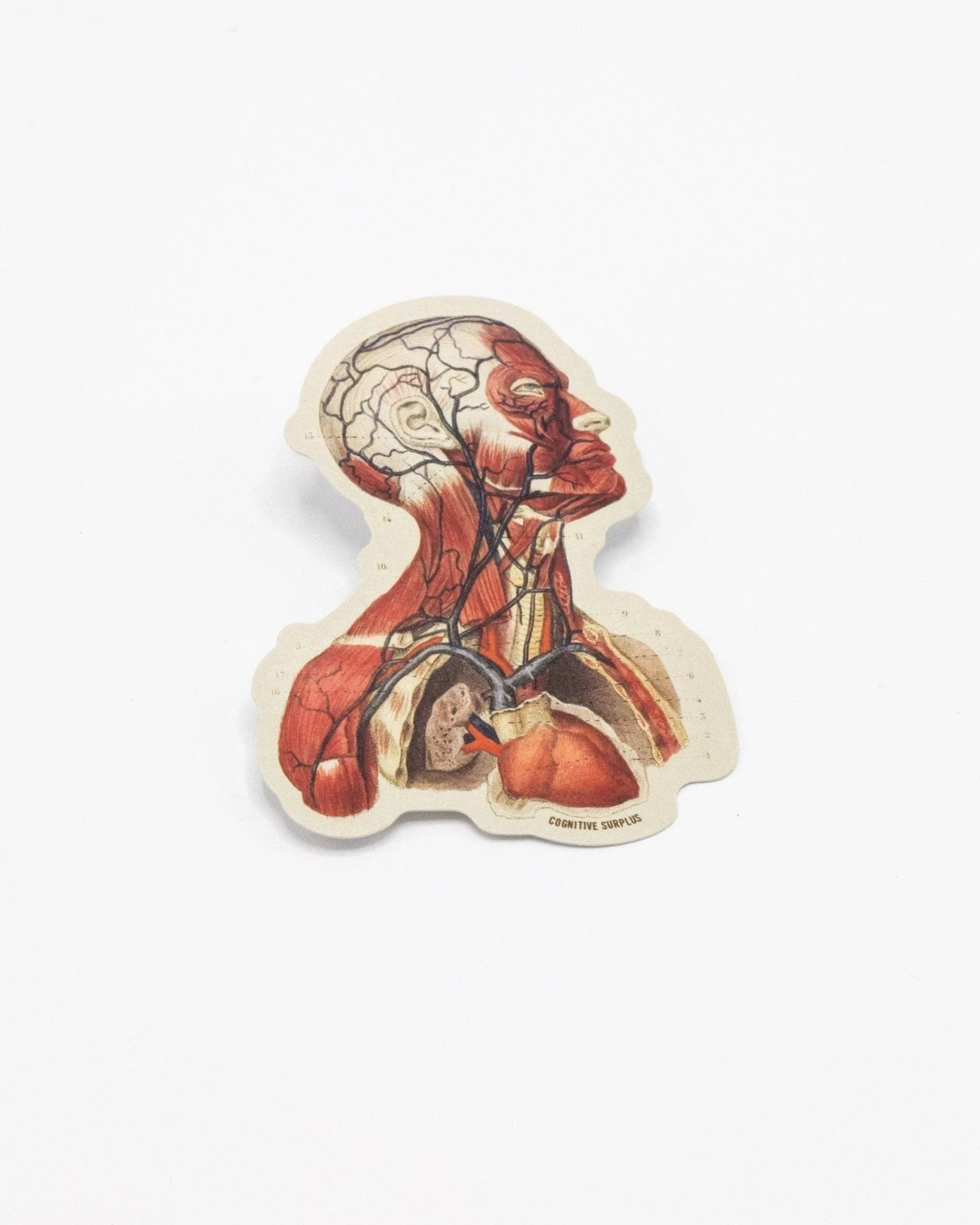 Head Anatomy Sticker