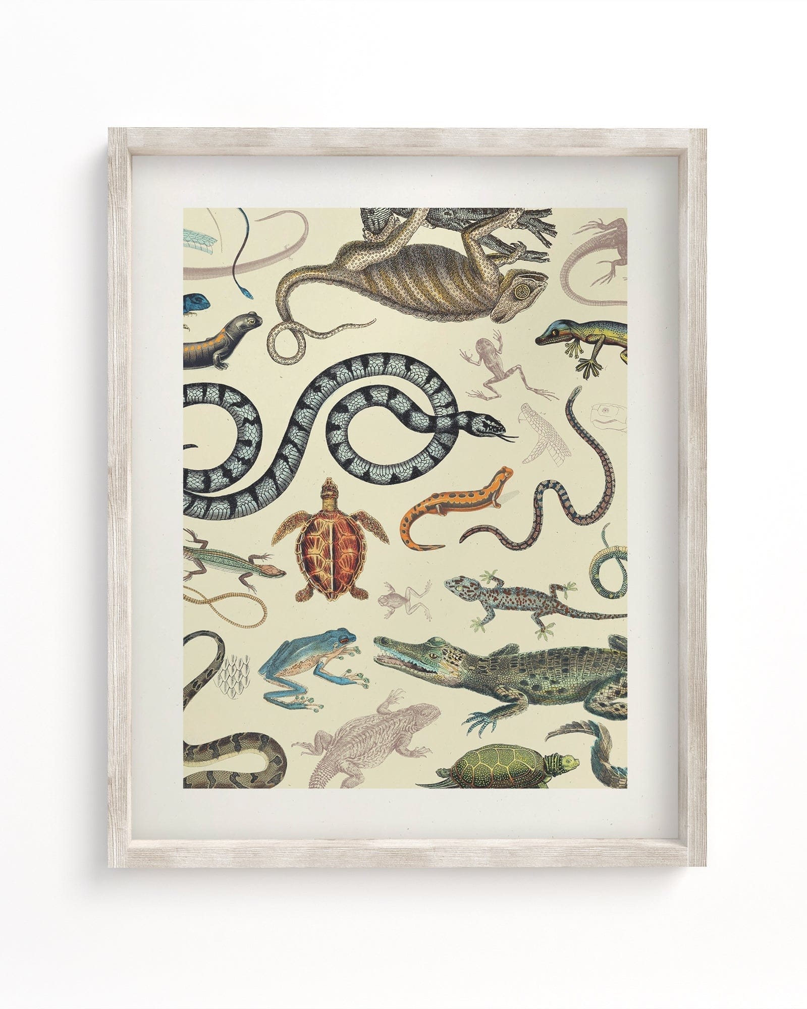 Serpents: Reptiles & Amphibians Scientific Illustration Museum Print