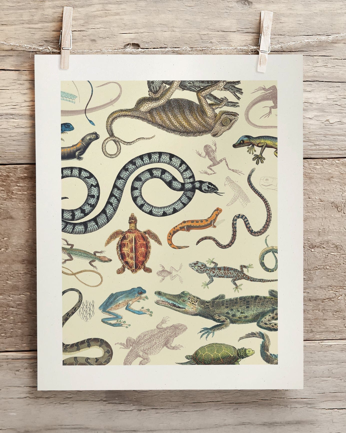 Serpents: Reptiles & Amphibians Scientific Illustration Museum Print - Image 2