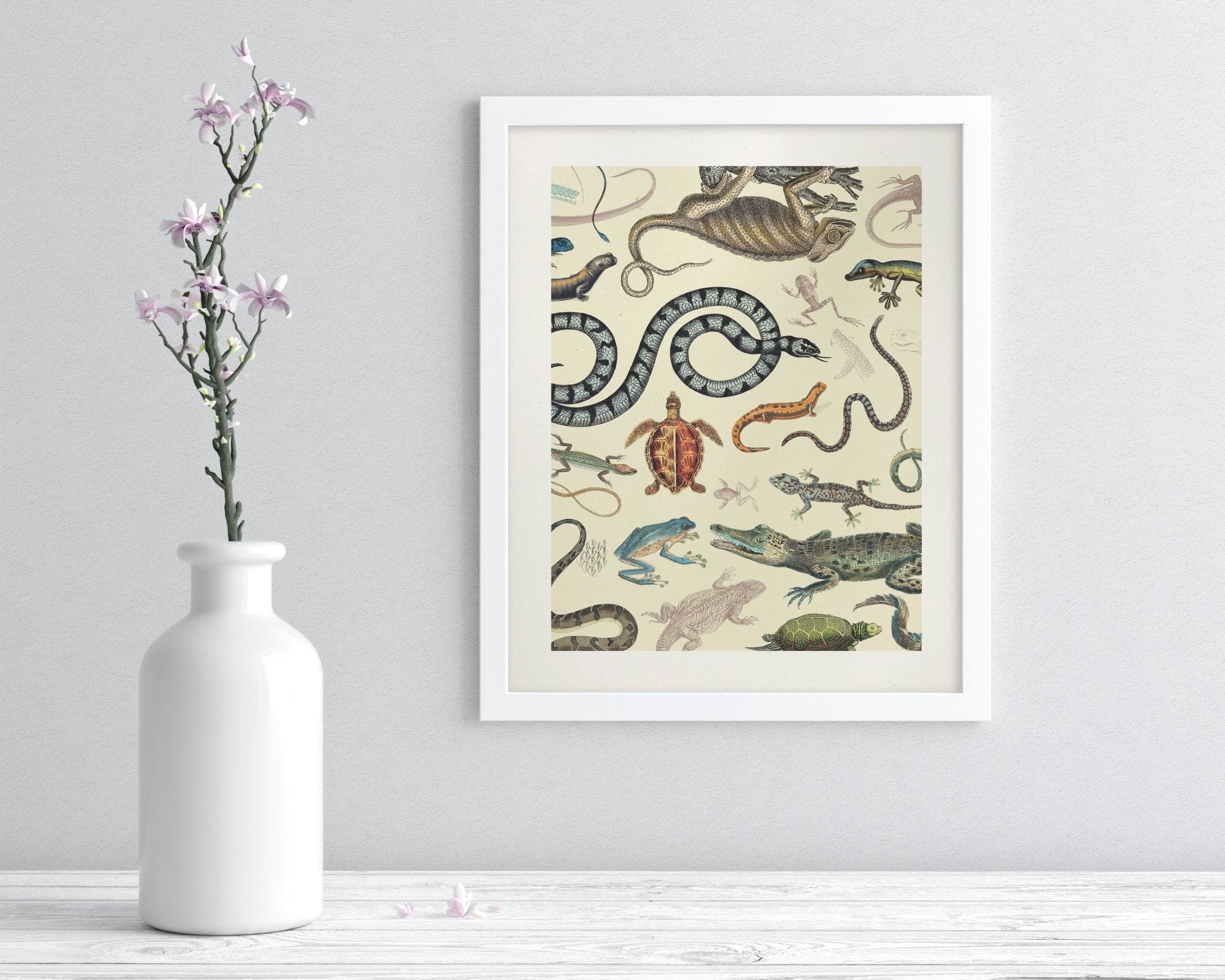 Serpents: Reptiles & Amphibians Scientific Illustration Museum Print - Image 3