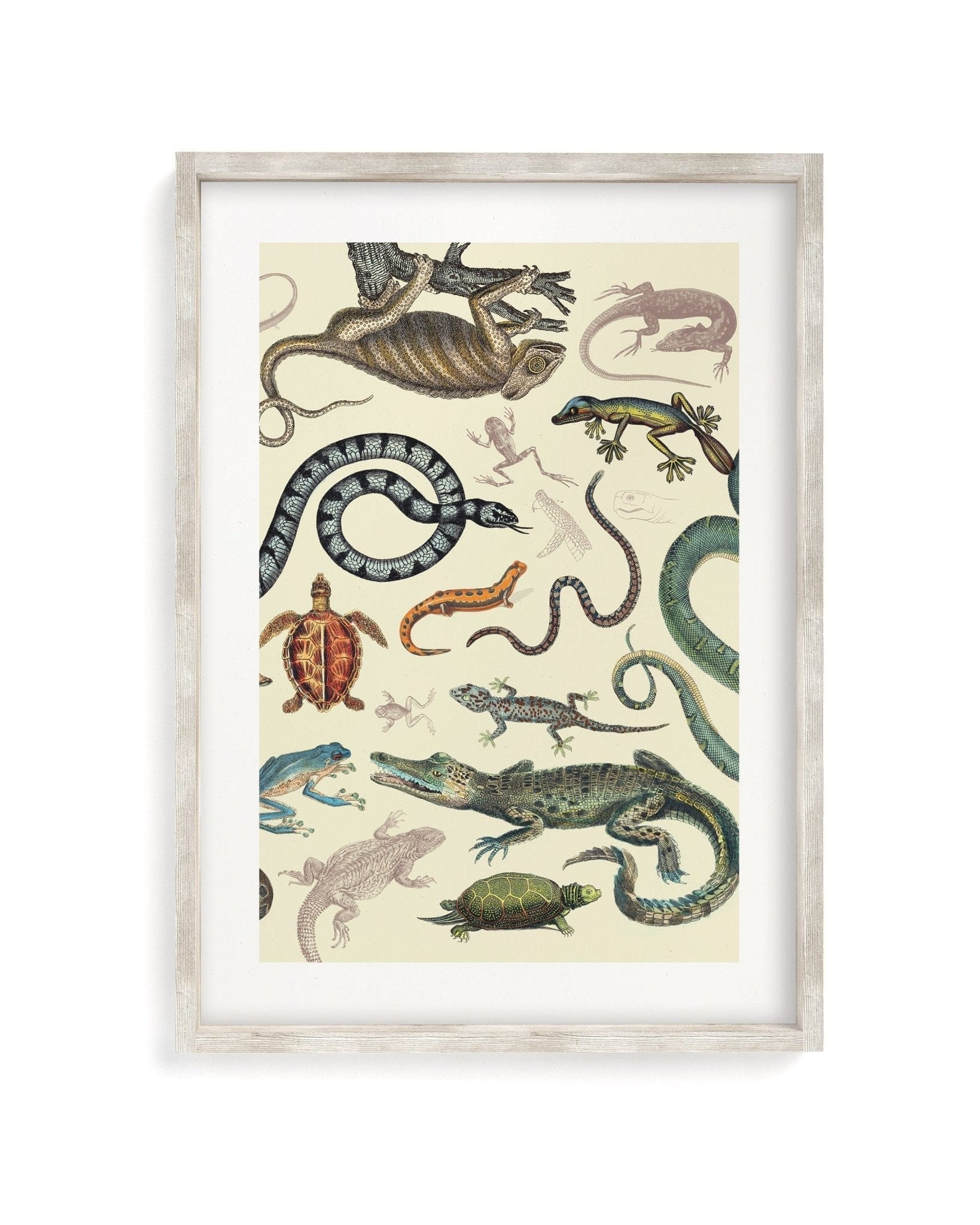 Serpents: Reptiles & Amphibians Scientific Illustration Museum Print - Image 4