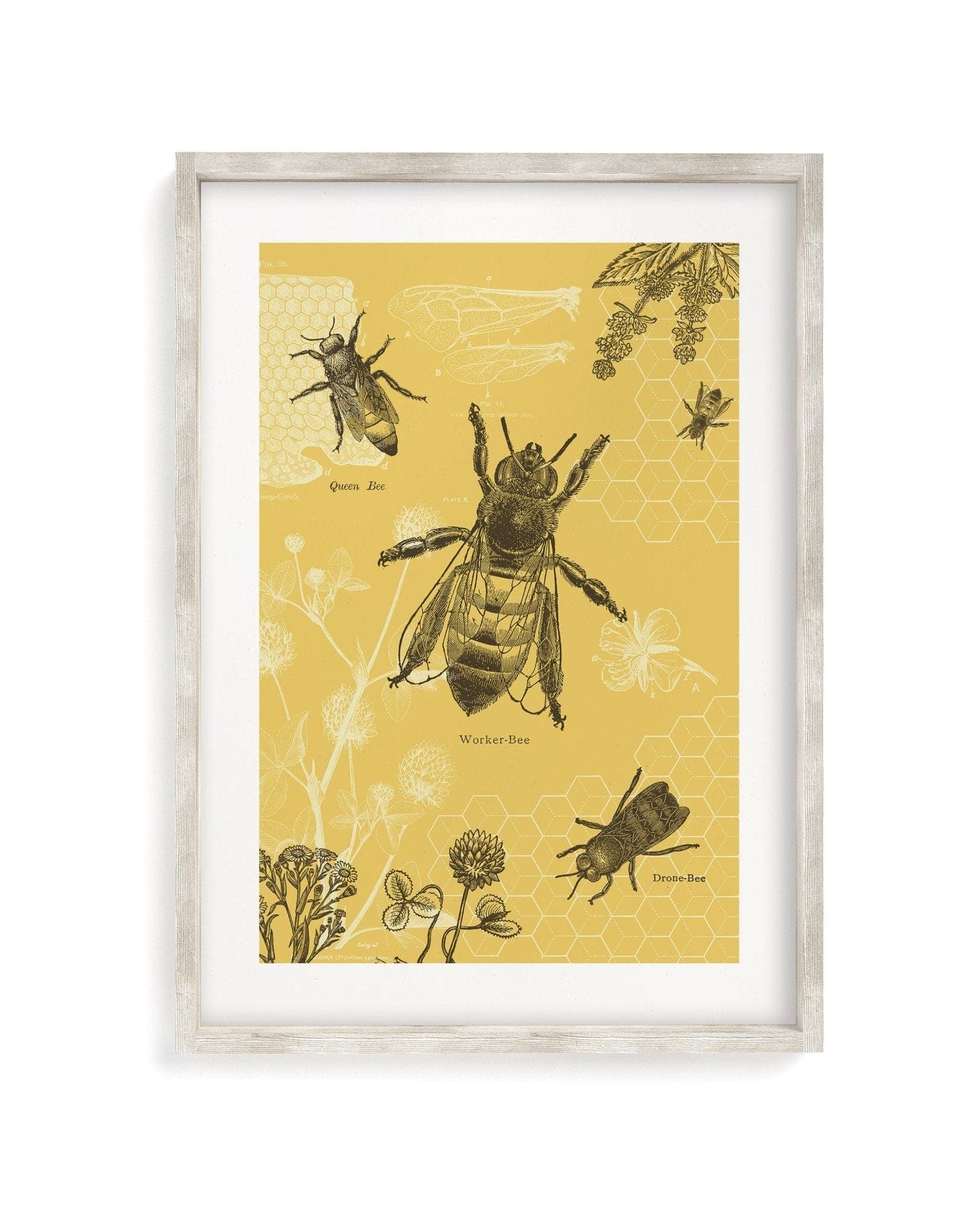 Honey Bee Scientific Illustration Museum Print - Image 4