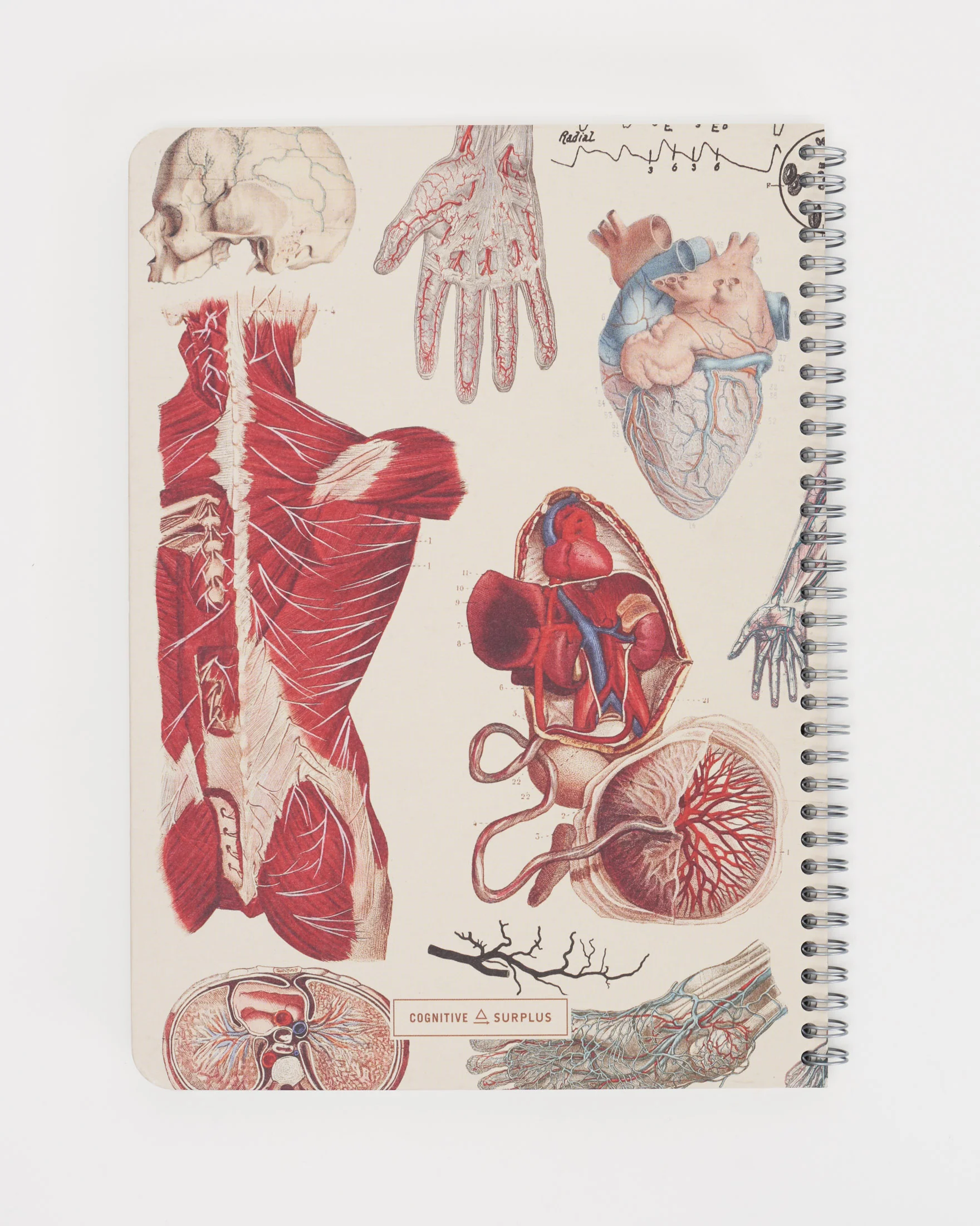 Human Anatomy Spiral Notebook - Image 2