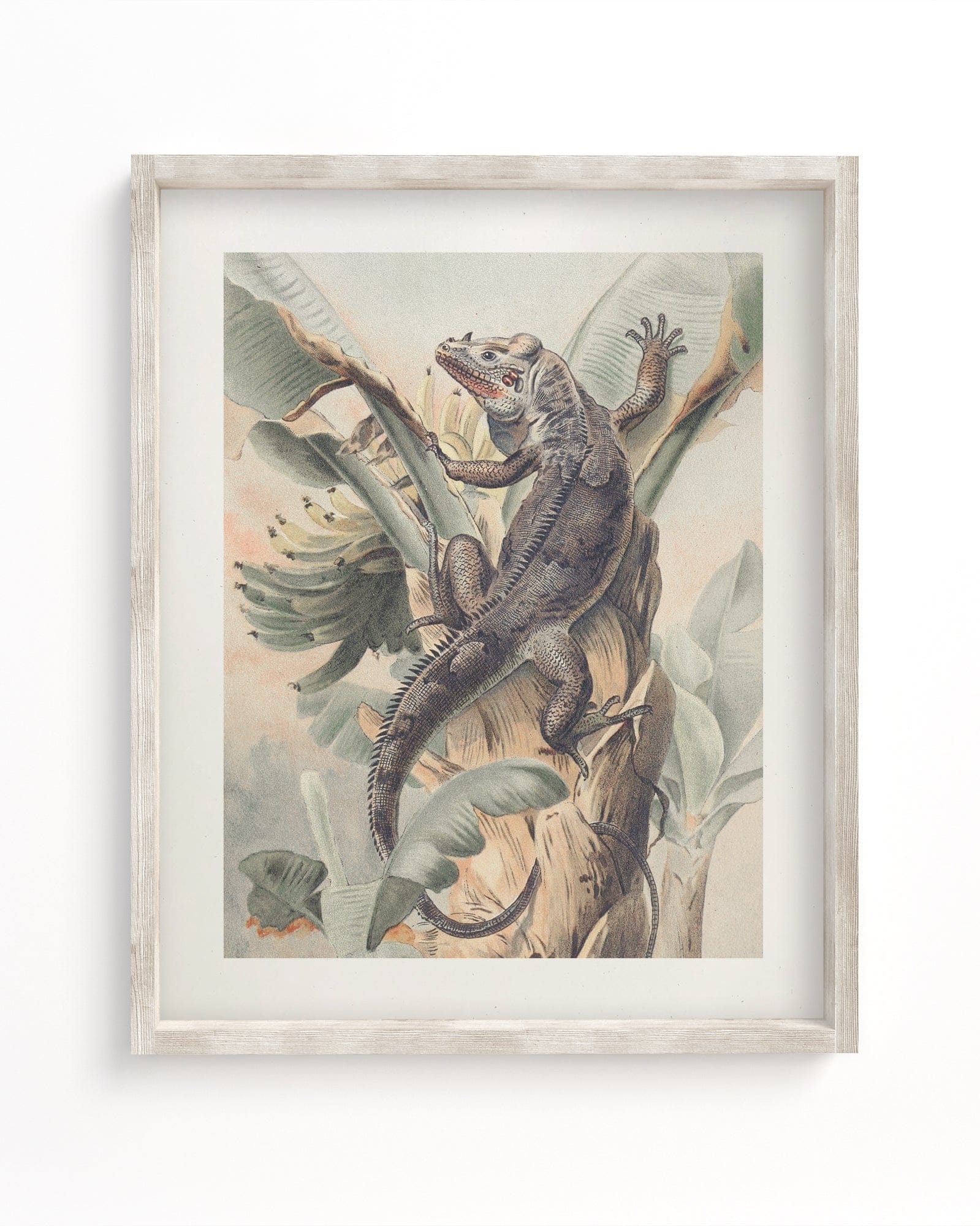 Iguana Scientific Illustration Museum Print